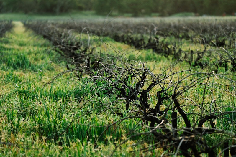 Dry Farming Resilience