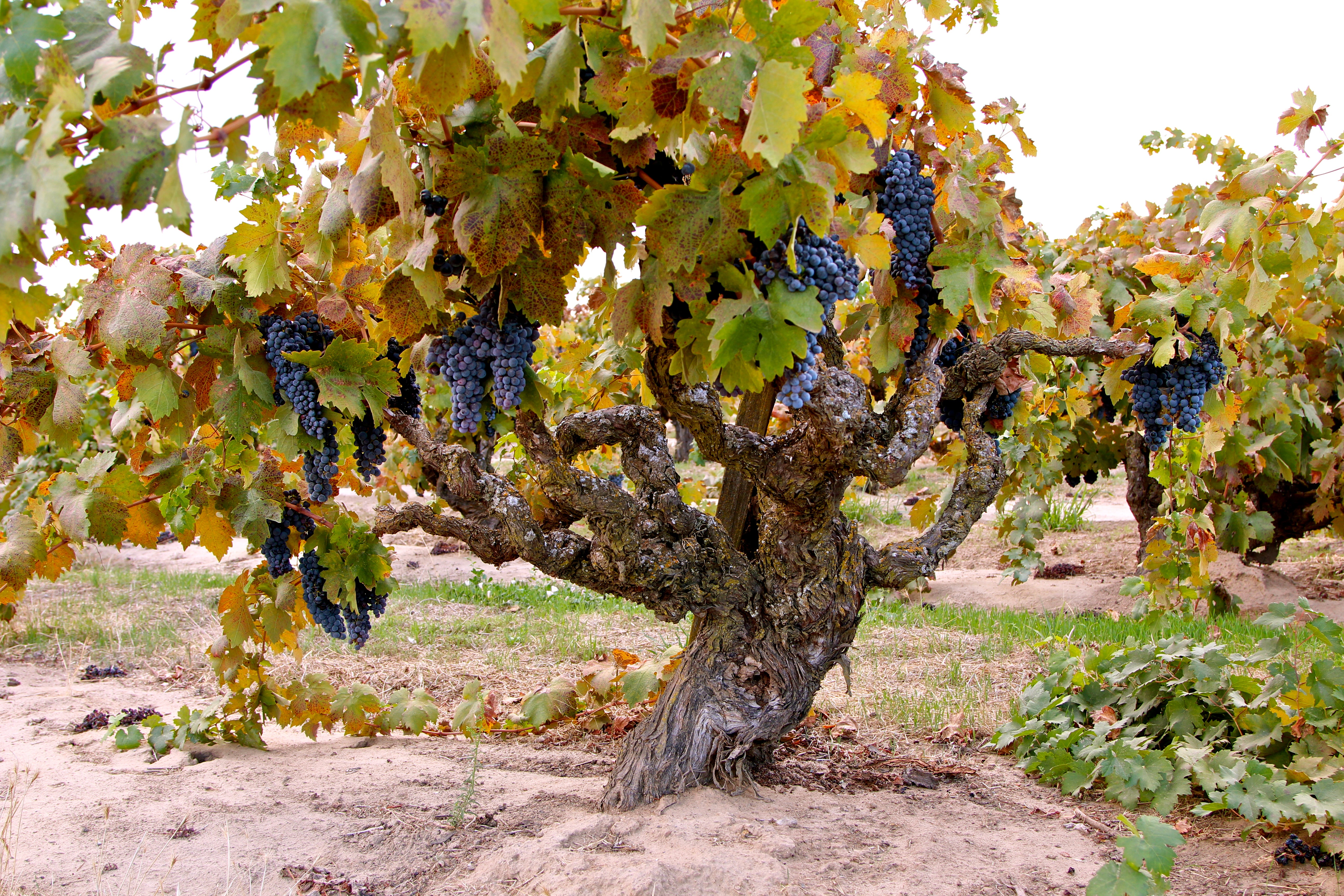 2024 Kirschenmann Vineyard Zinfandel Lodi – Turley Wine Cellars