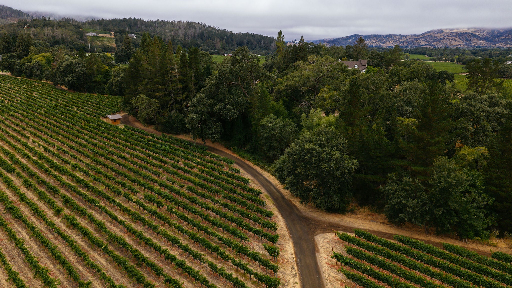 2024 Turley Estate Zinfandel Napa Valley – Turley Wine Cellars