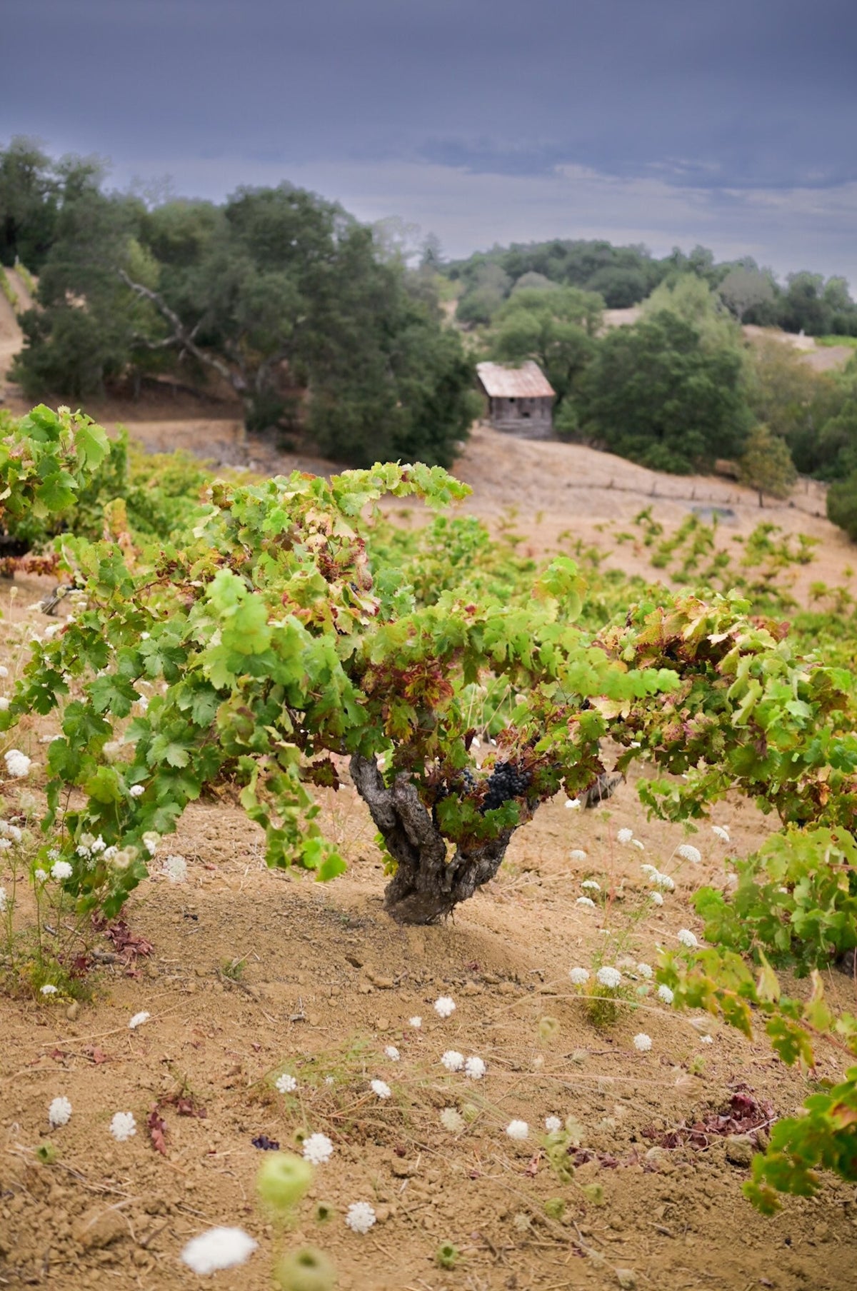A scenic landscape photograph of a vineyard with green grapevines in the foreground, dry sandy soil, trees, and a small rustic building under a cloudy sky.