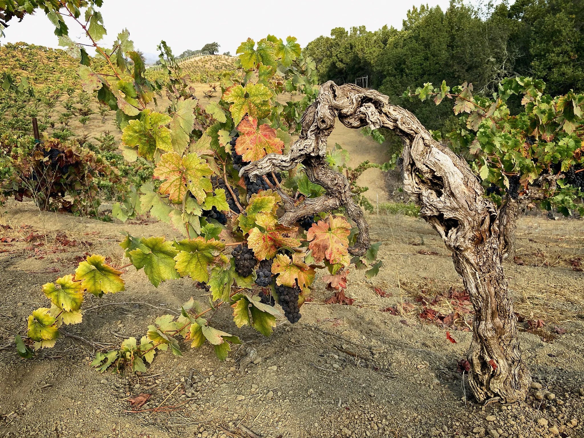 Wine grapevine with grapes in a vineyard