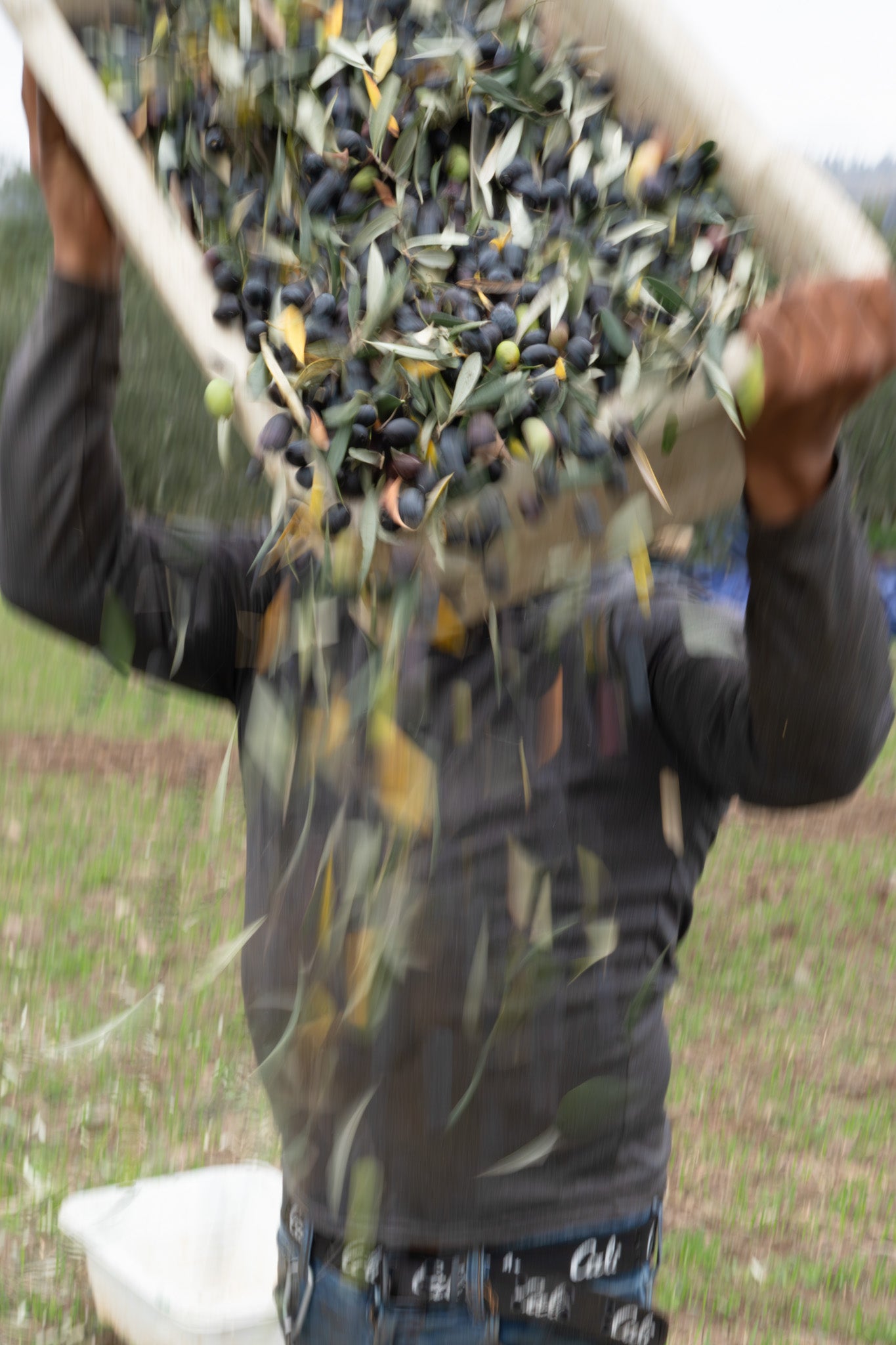 Person carrying a basket full of olives outdoors