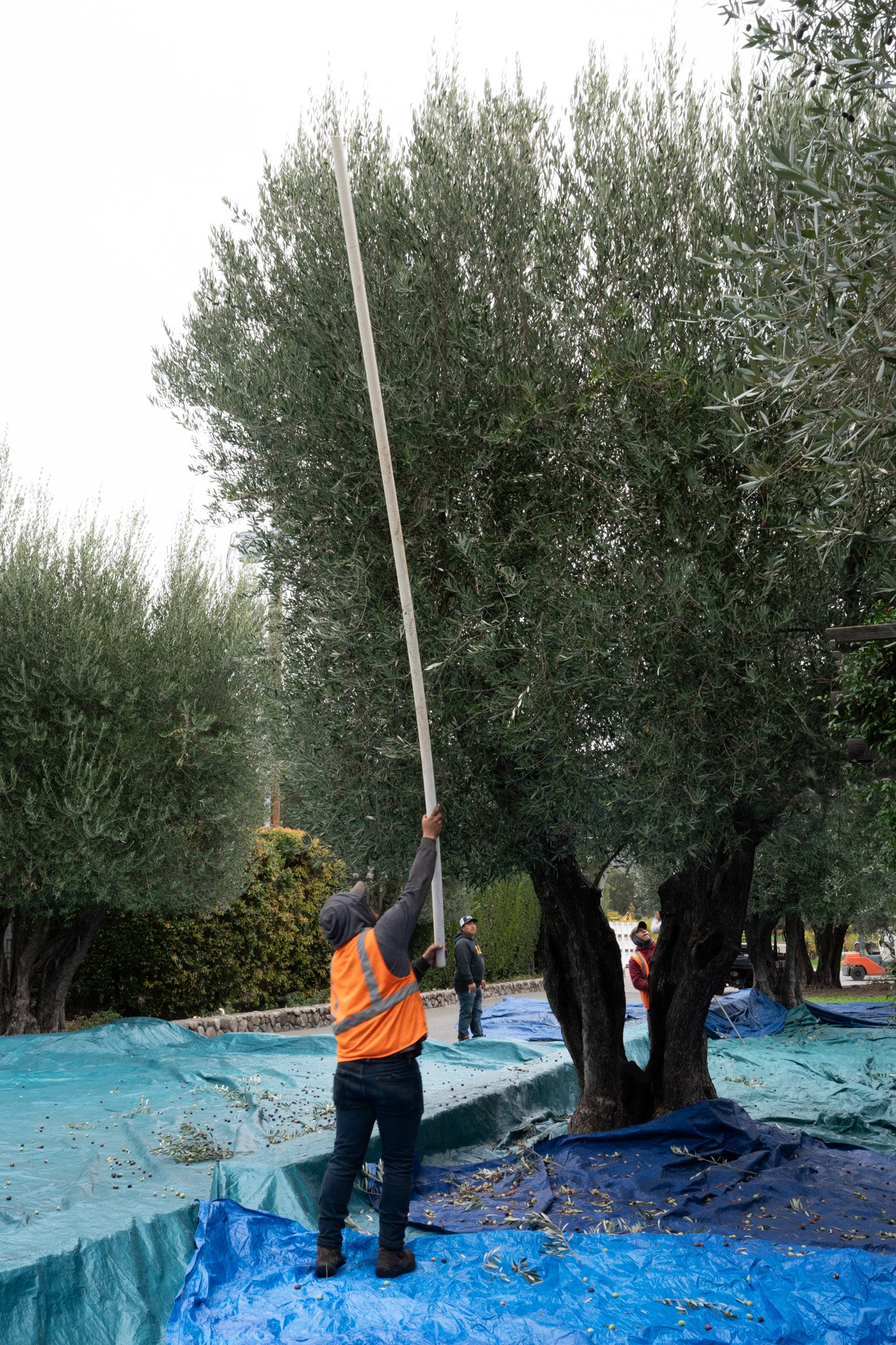 Person working with a long tool on an olive tree under a blue tarp