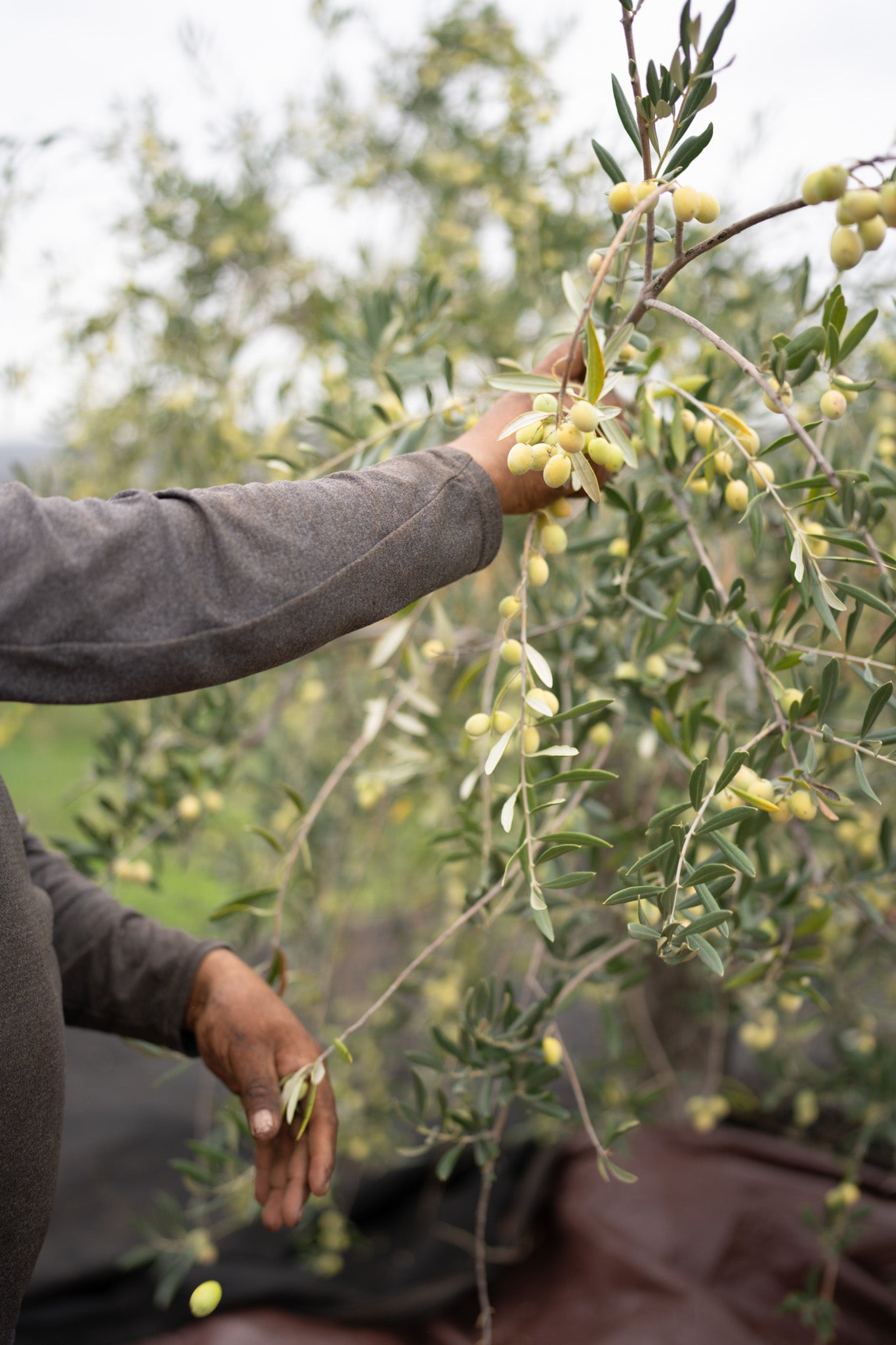 Person picking olives from an olive tree