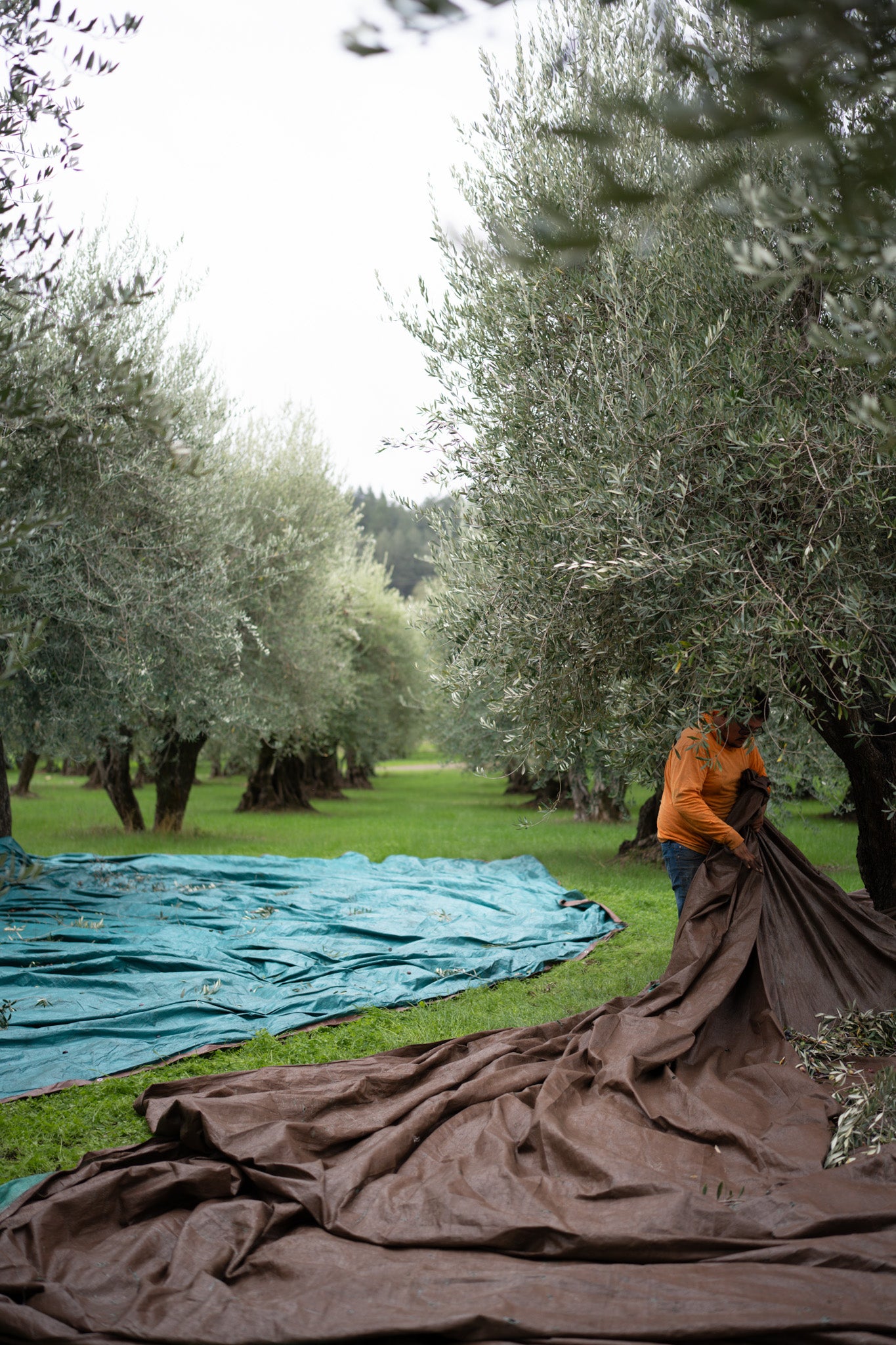 Person working with a large brown blanket in an olive grove