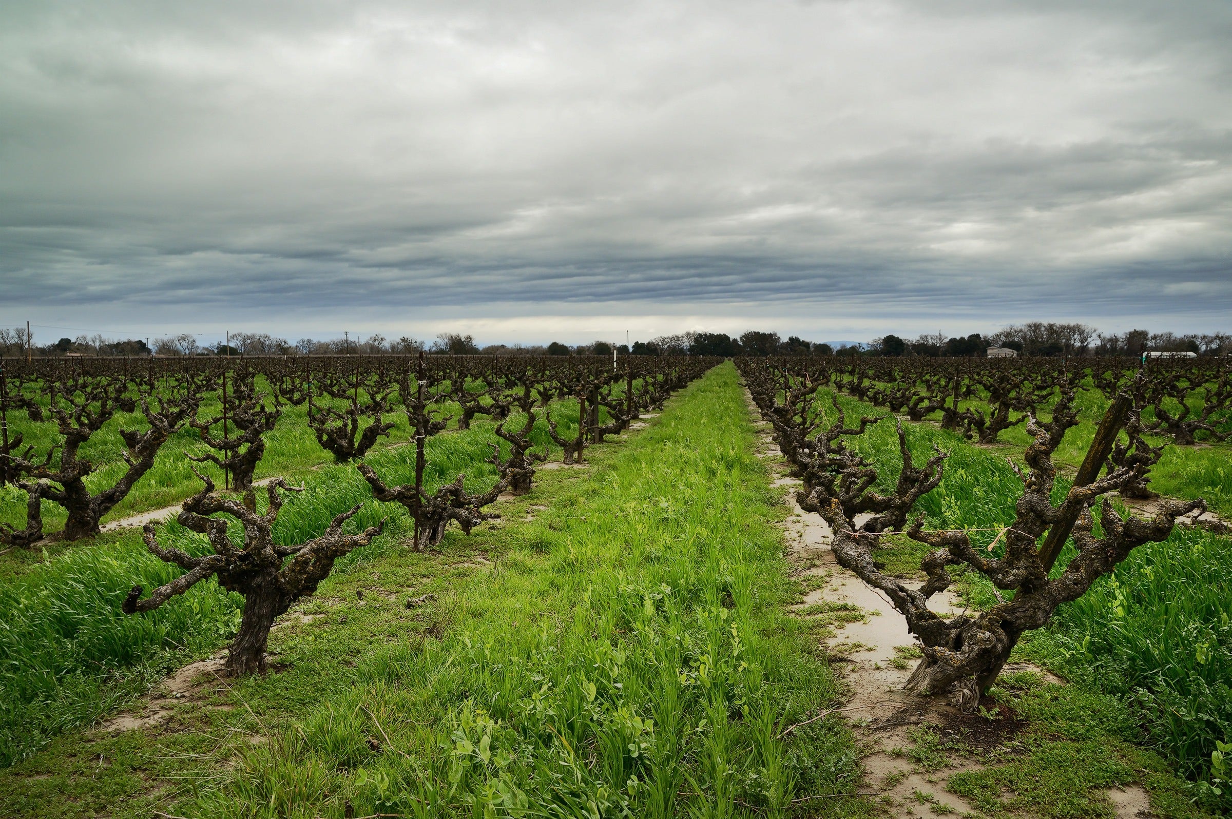 2024 Kirschenmann Vineyard Zinfandel Lodi – Turley Wine Cellars