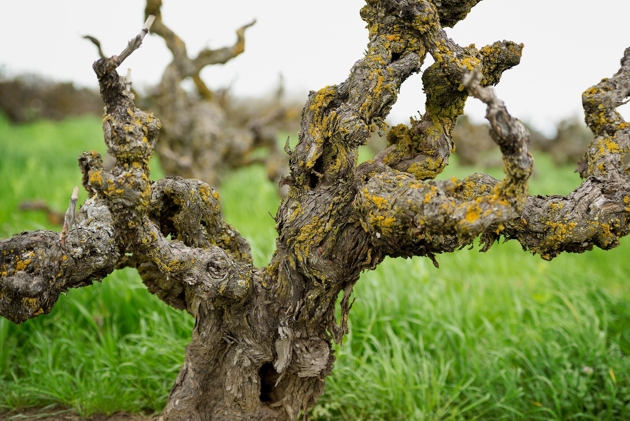 ワイン Taddy 2024 Kirschenmann Vineyard Zinfandel Lodi – Turley Wine Cellars