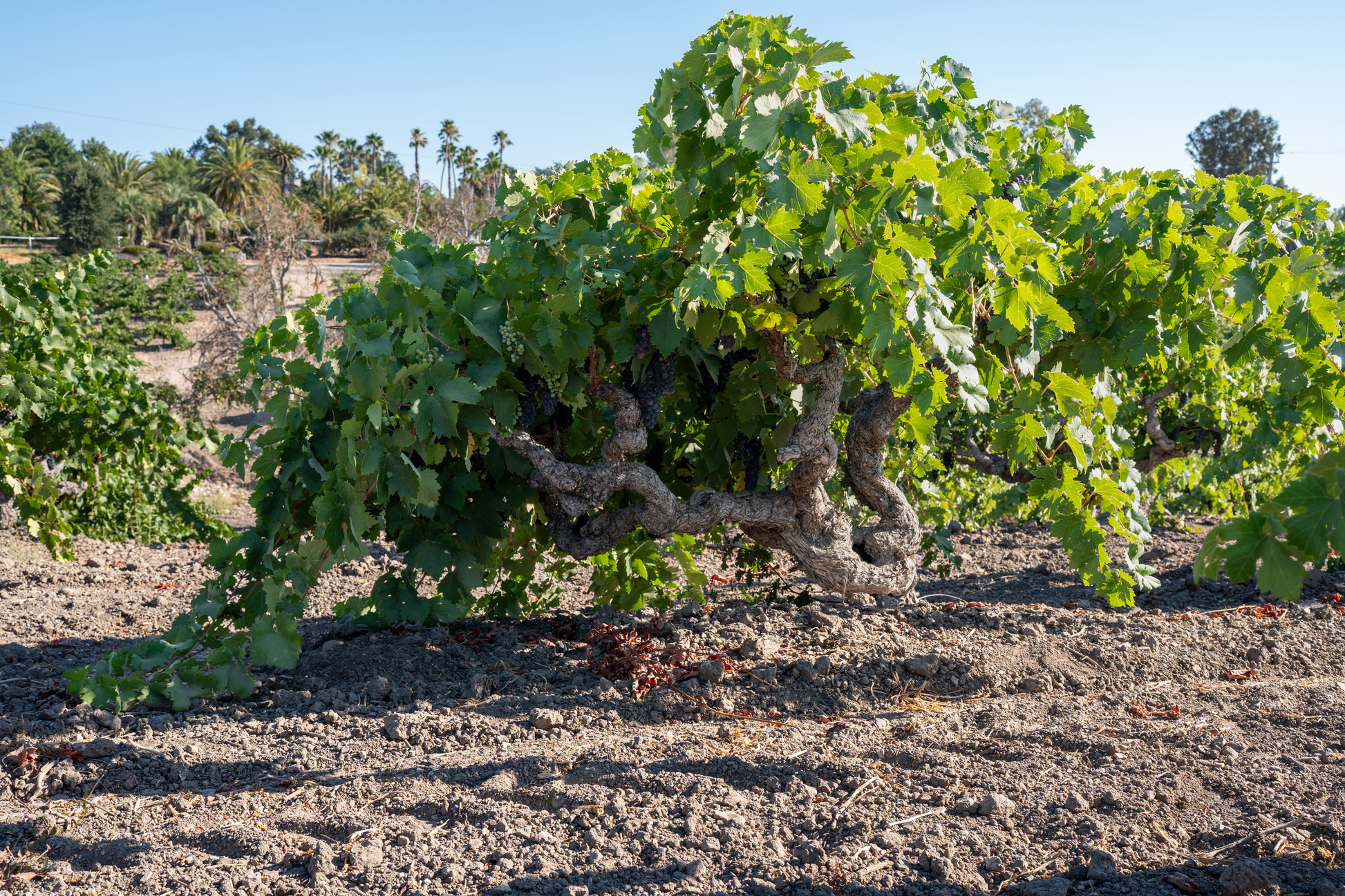 A close-up outdoor shot of a grapevine with dense green leaves and a gnarled brown trunk growing in a vineyard under a clear blue sky.