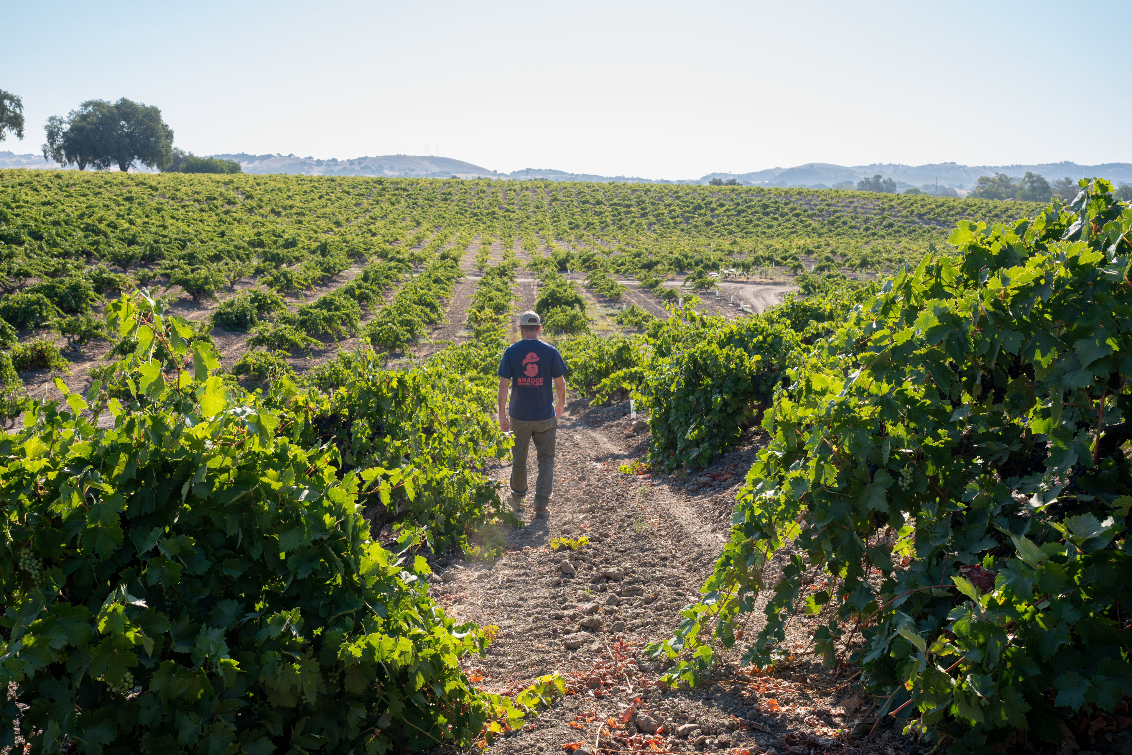 A person walking down a dirt path between rows of green grapevines in an outdoor vineyard under a bright sky.
