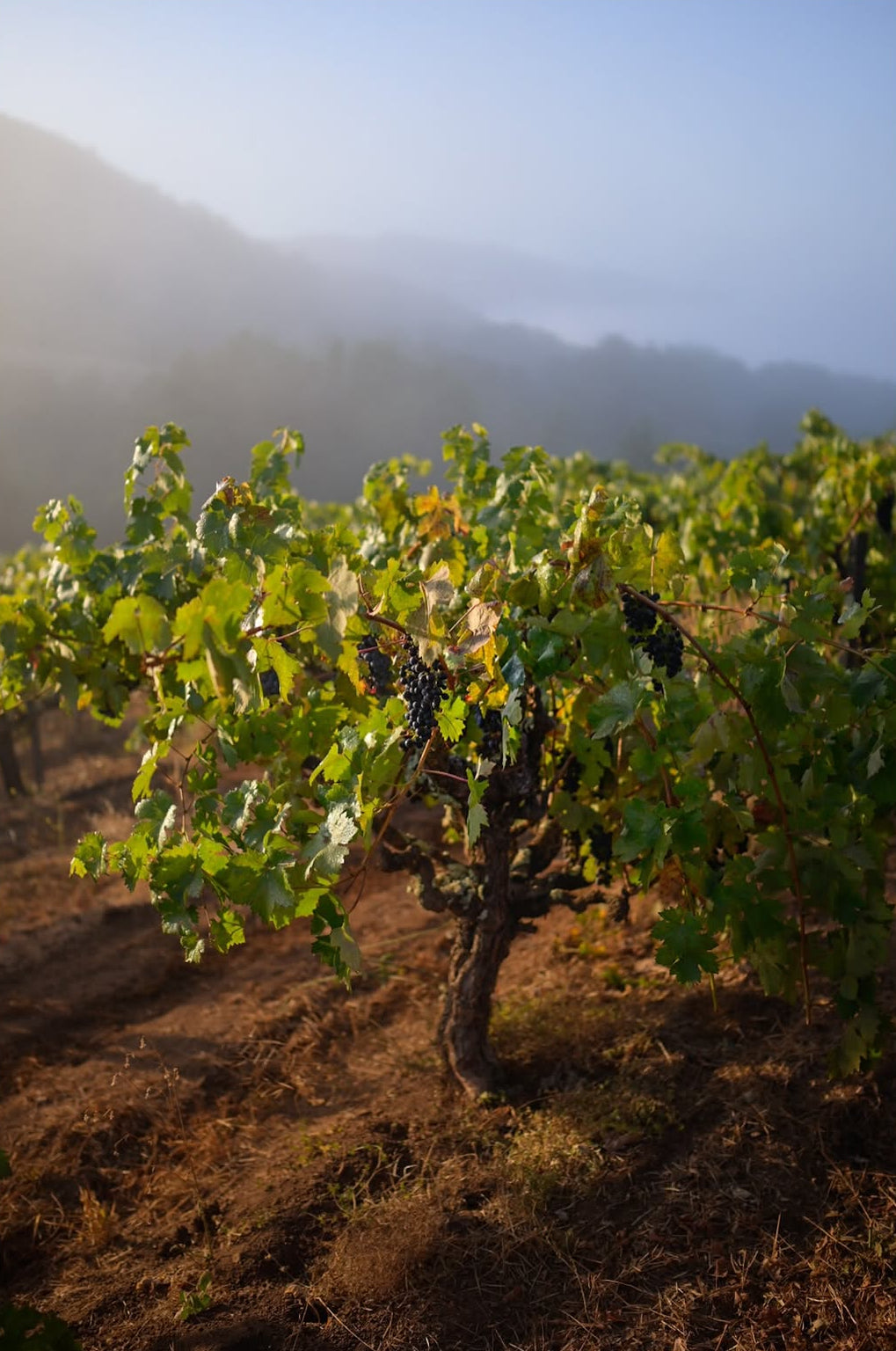 A vineyard row with green grapevines bearing dark grapes, set in a sunlit field with misty hills in the background.