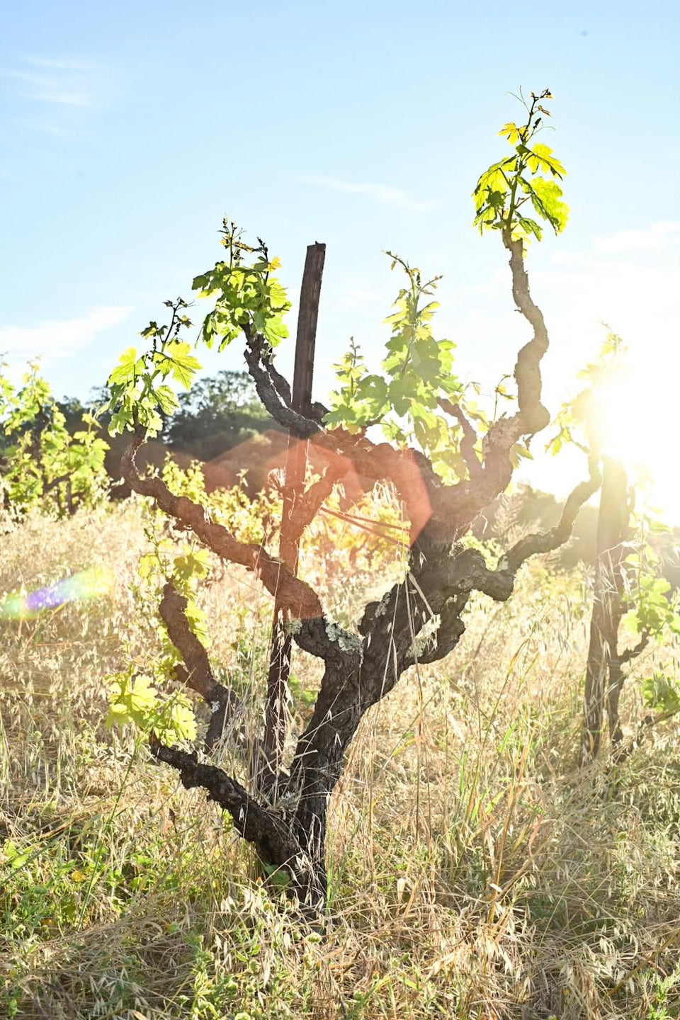 Budding grapevine in a field with a bright blue sky