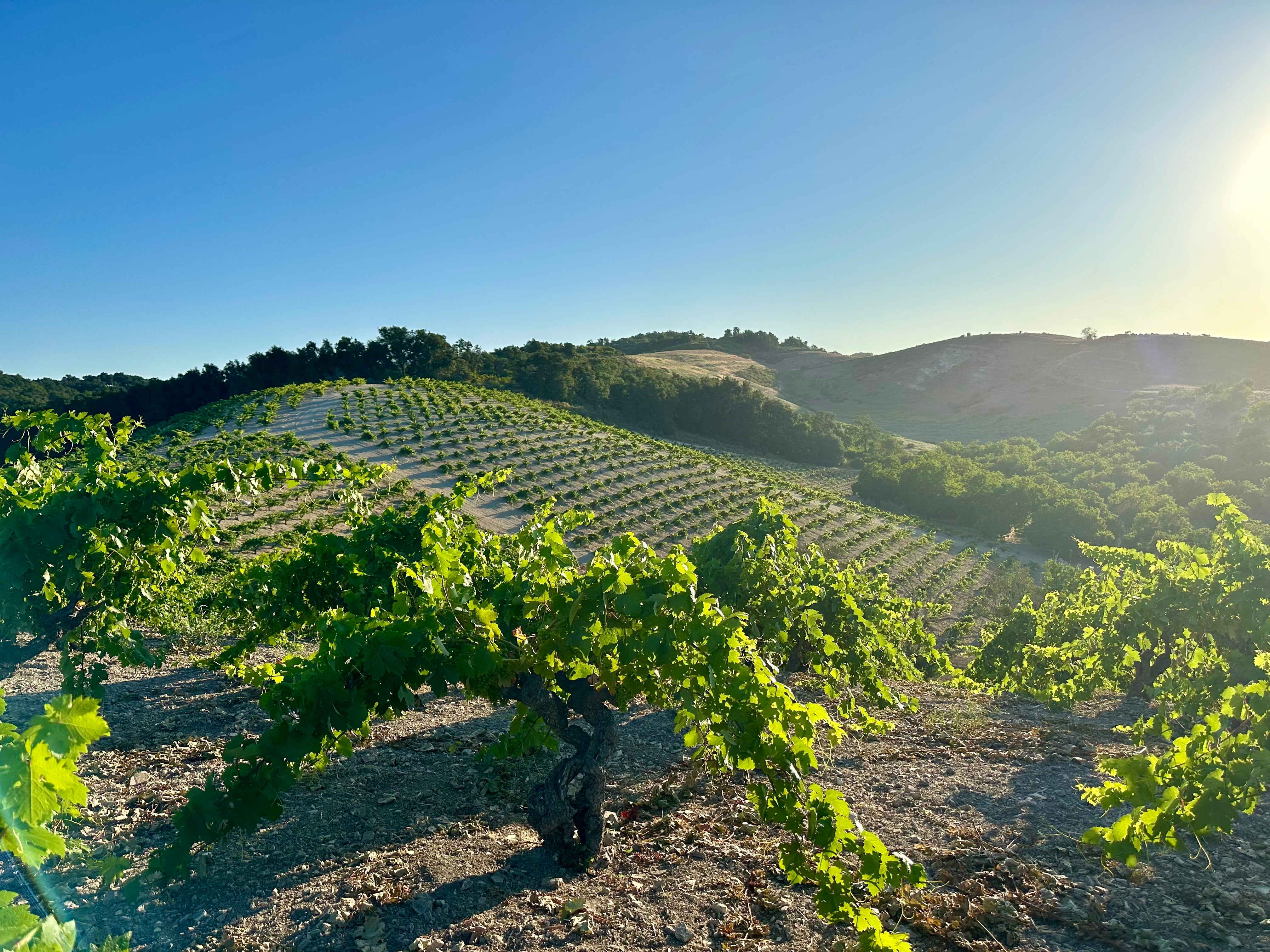 2023 Ueberroth Vineyard Zinfandel Paso Robles – Turley Wine Cellars