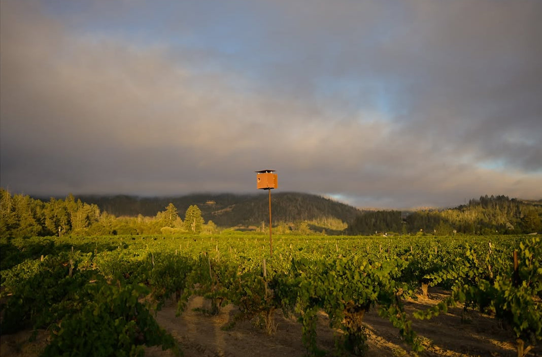 A landscape photograph of a vineyard under a dramatic cloudy sky, featuring rows of green grapevines in the foreground and a small orange owl box in the distance.