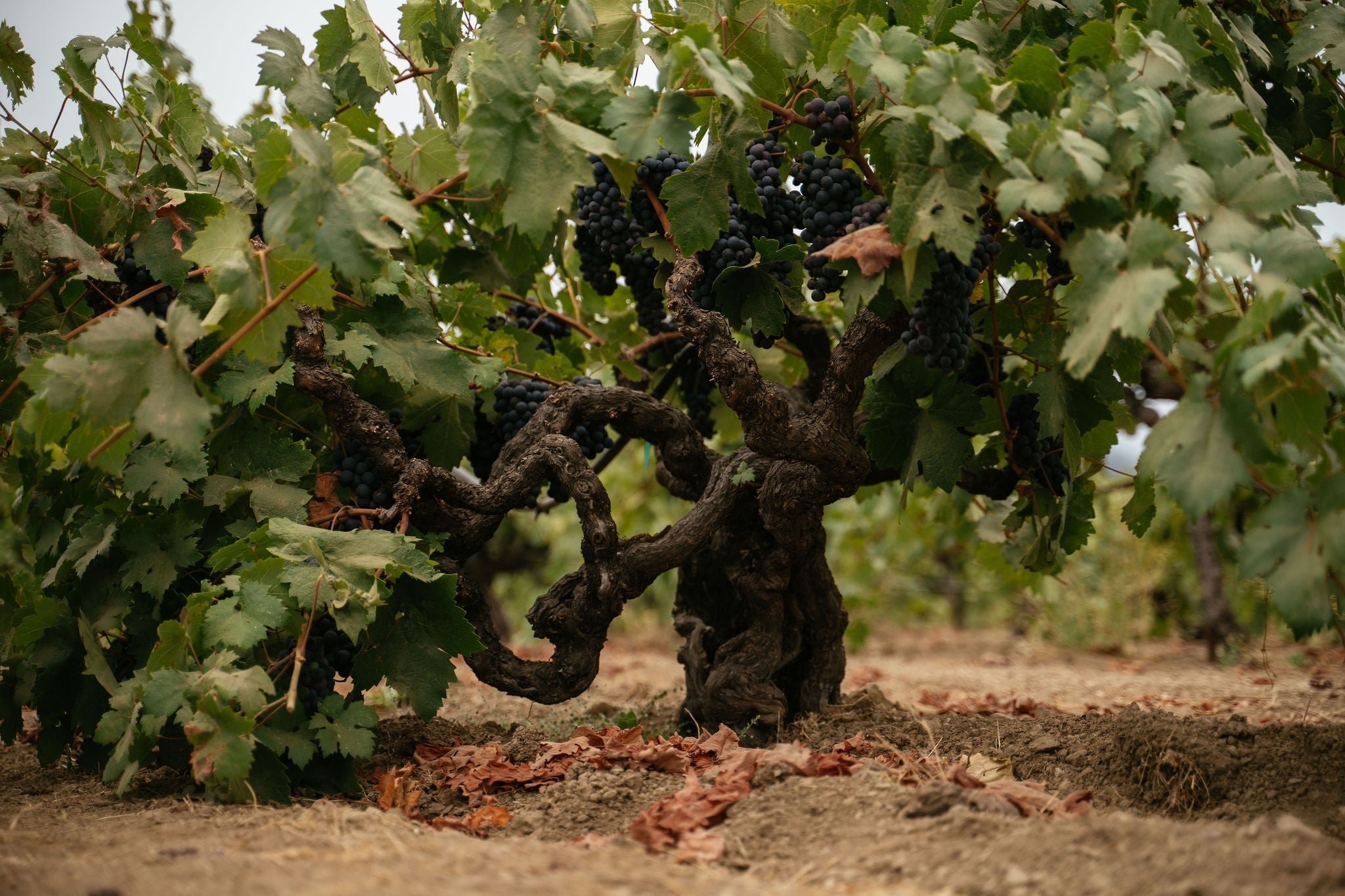 100+ year old grapevine and clusters of grapes right before harvest.