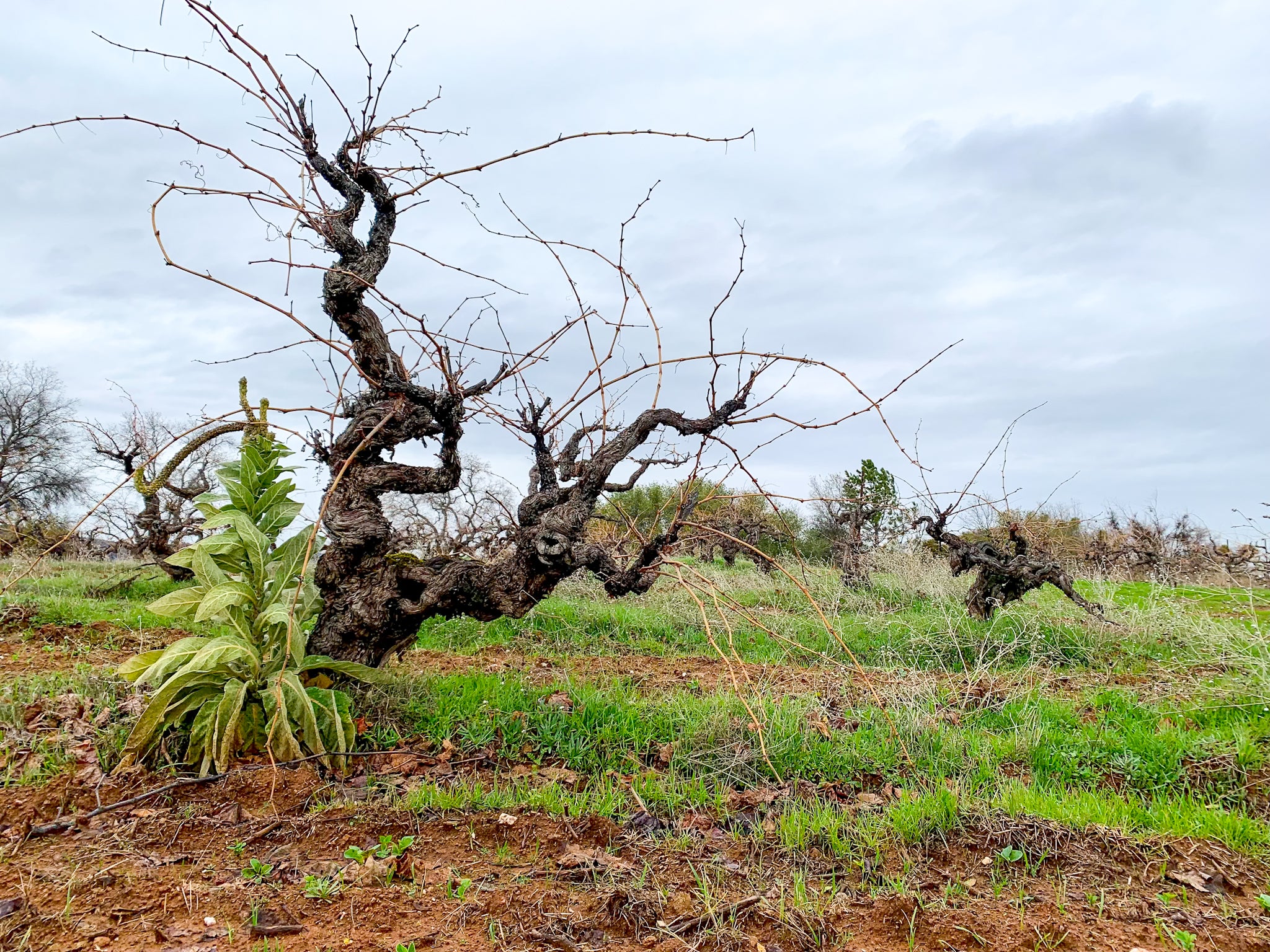 2023 Judge Bell Zinfandel Amador County – Turley Wine Cellars