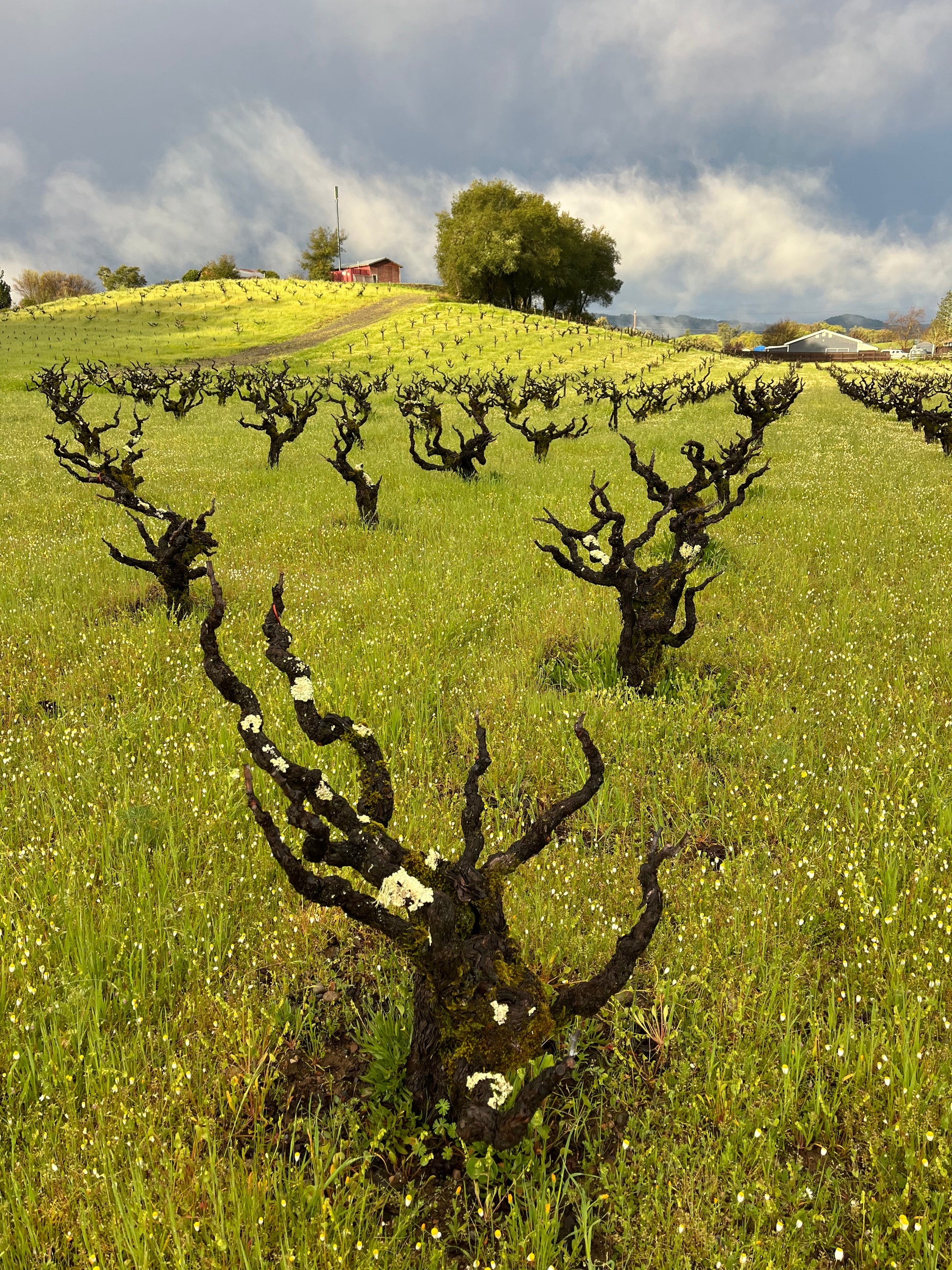 Wine grapevines in a vineyard with a scenic background