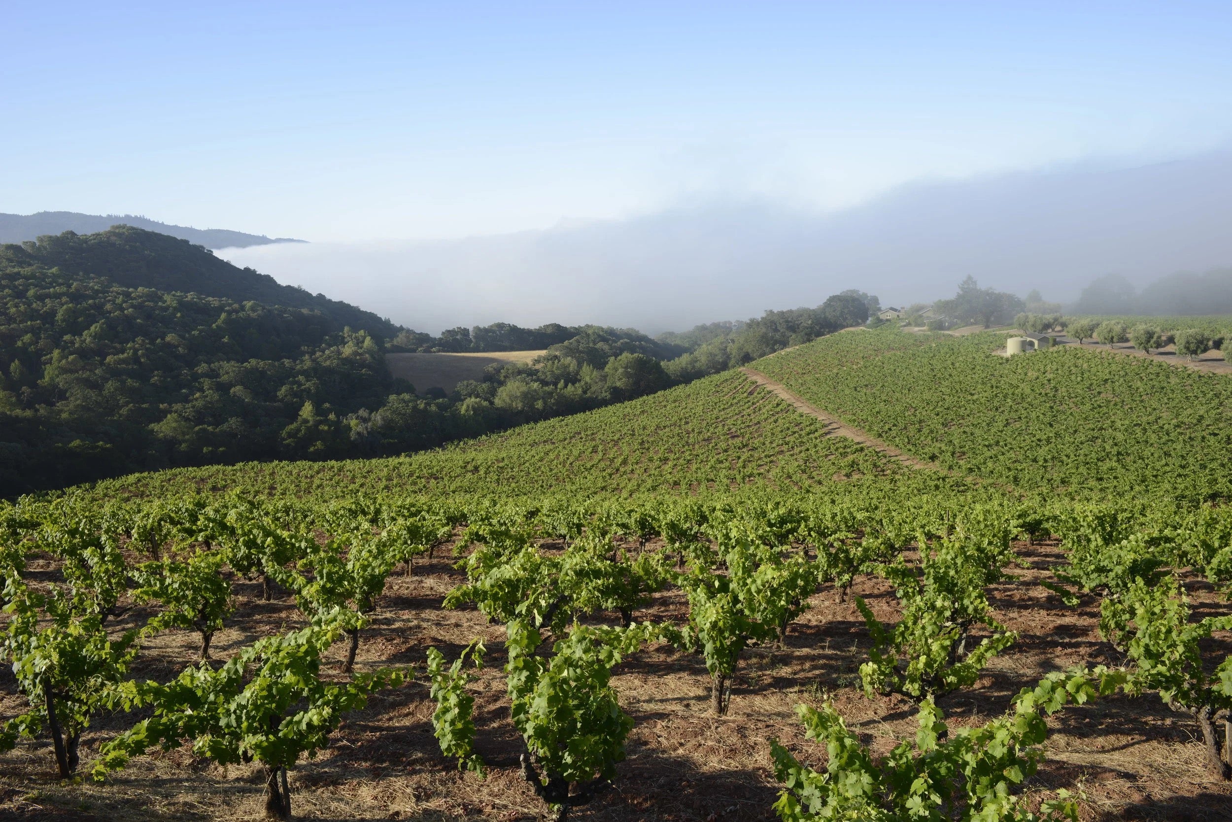 2023 Fredericks Vineyard Zinfandel Sonoma Valley – Turley Wine Cellars