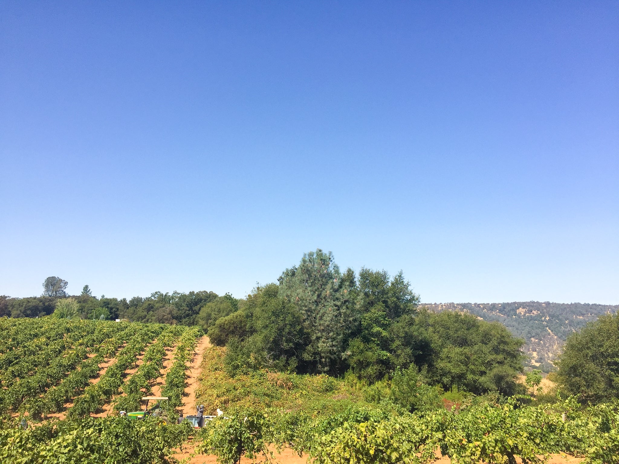 Vineyard with rows of grapevines under a clear blue sky