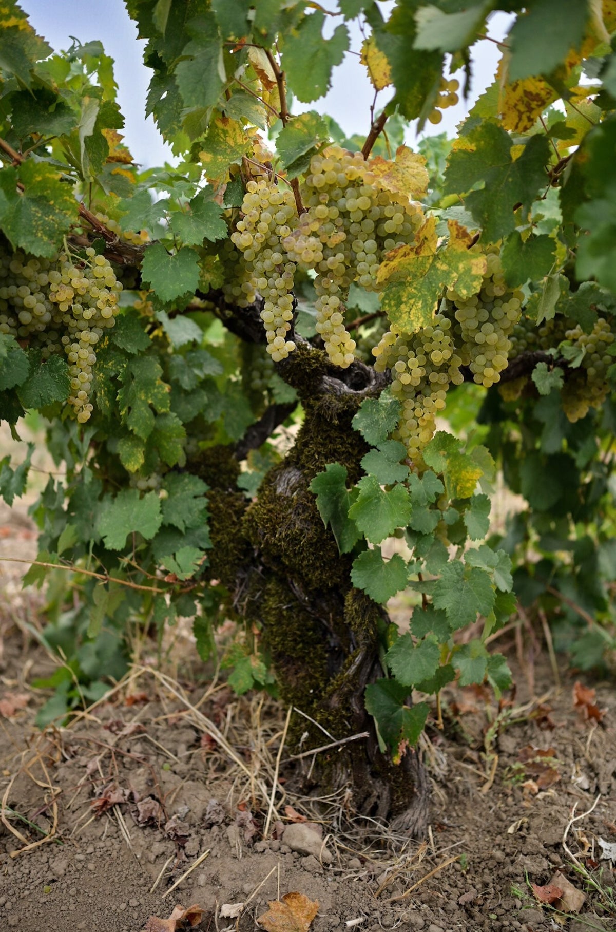 Clusters of pale green grapes hanging from a leafy grapevine in a vineyard, with brown soil and dry grass on the ground.