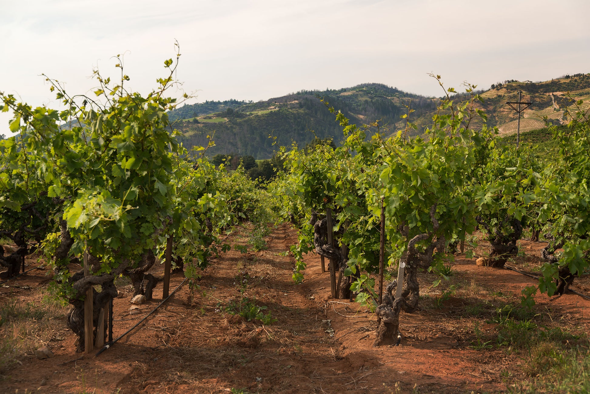 A vineyard landscape with rows of grapevines on reddish-brown soil, with hills and a pale sky in the background.