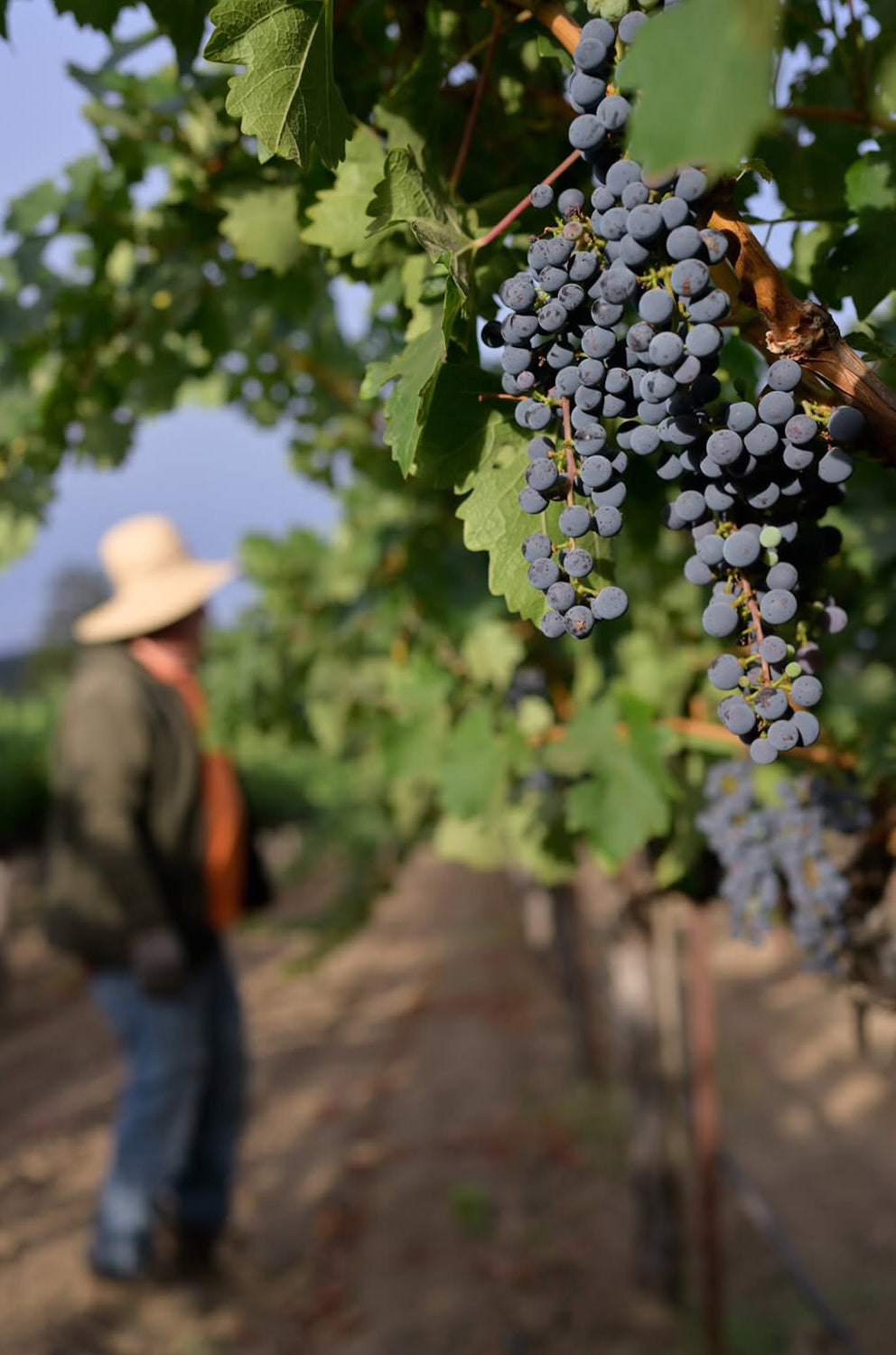 Clusters of dark purple-blue grapes hanging from a grapevine in a vineyard, with a blurred person wearing a straw hat standing in the background.