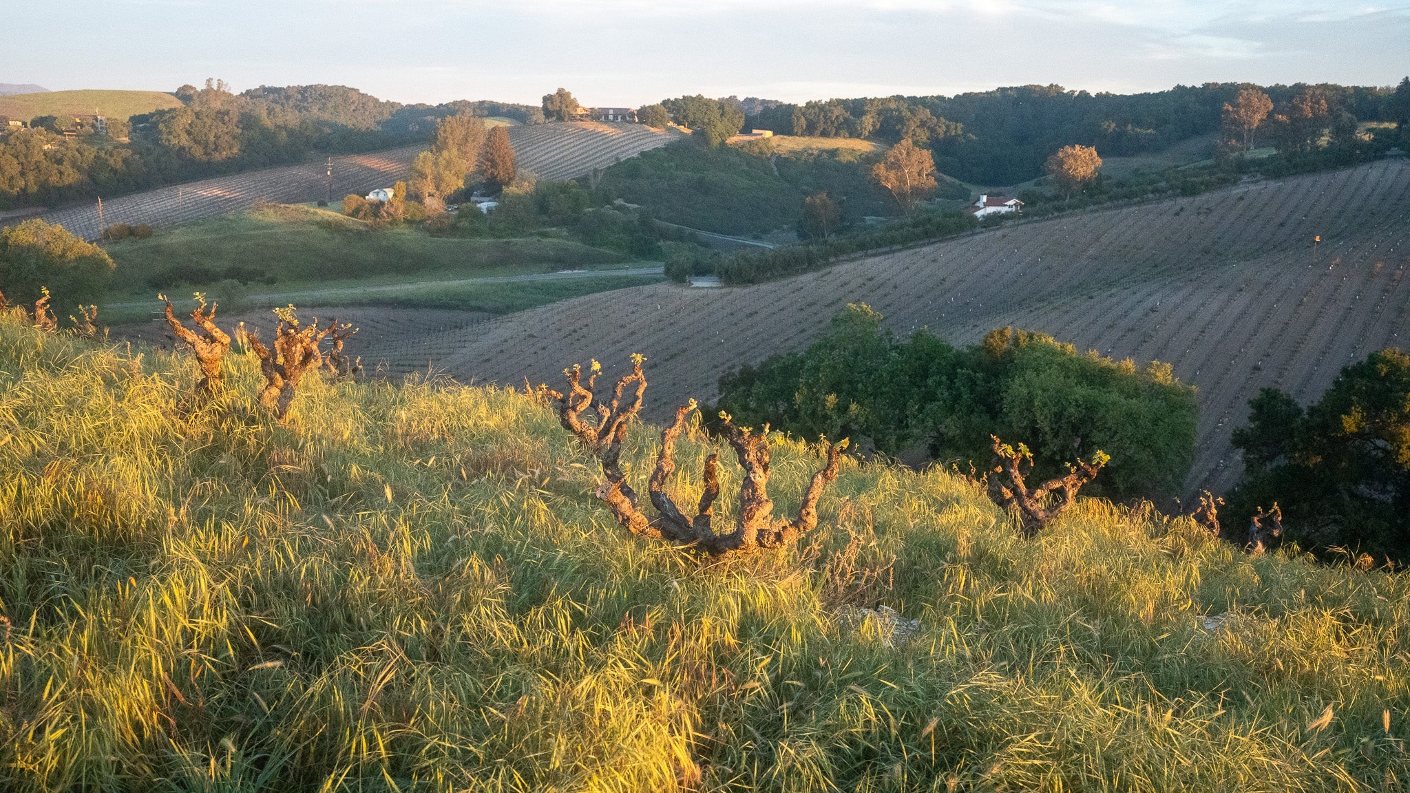 Hilly landscape with green fields and budding grapevines at sunrise.