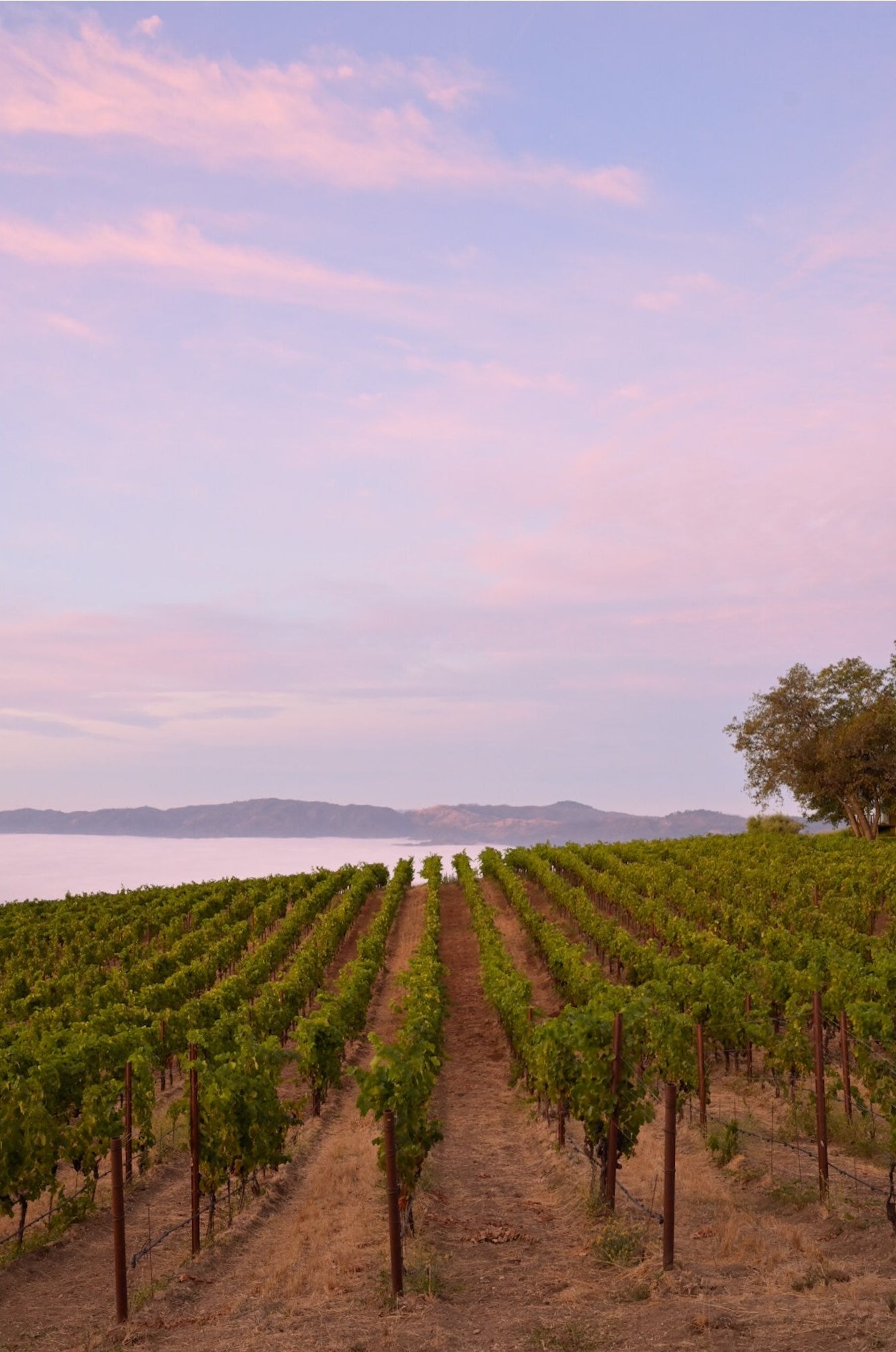 A scenic landscape photograph of a vineyard with neat rows of grapevines leading toward distant hills under a pastel pink and lavender sky.