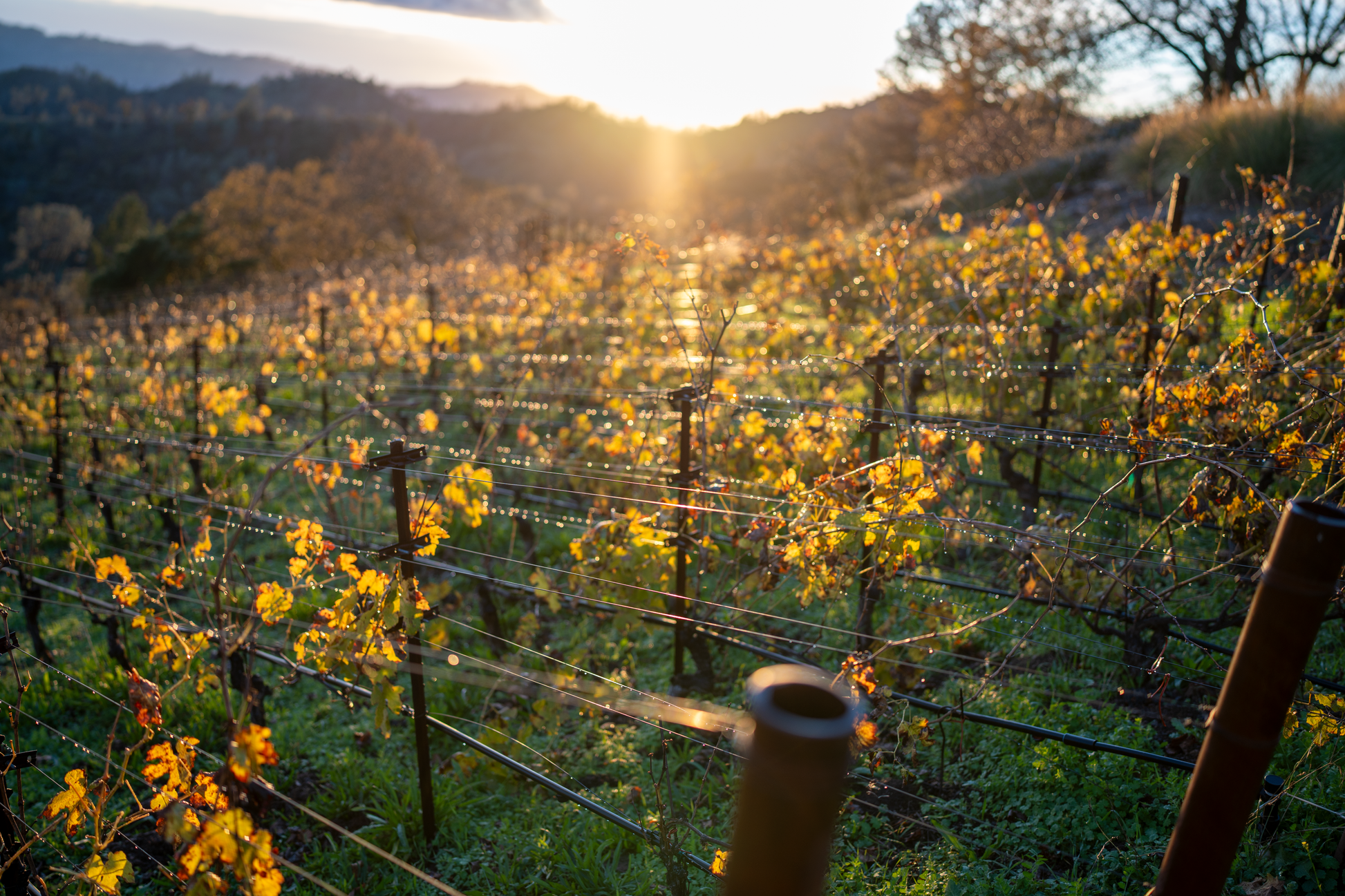Sunset over a vineyard with yellow grape leaves on a wired trellis.
