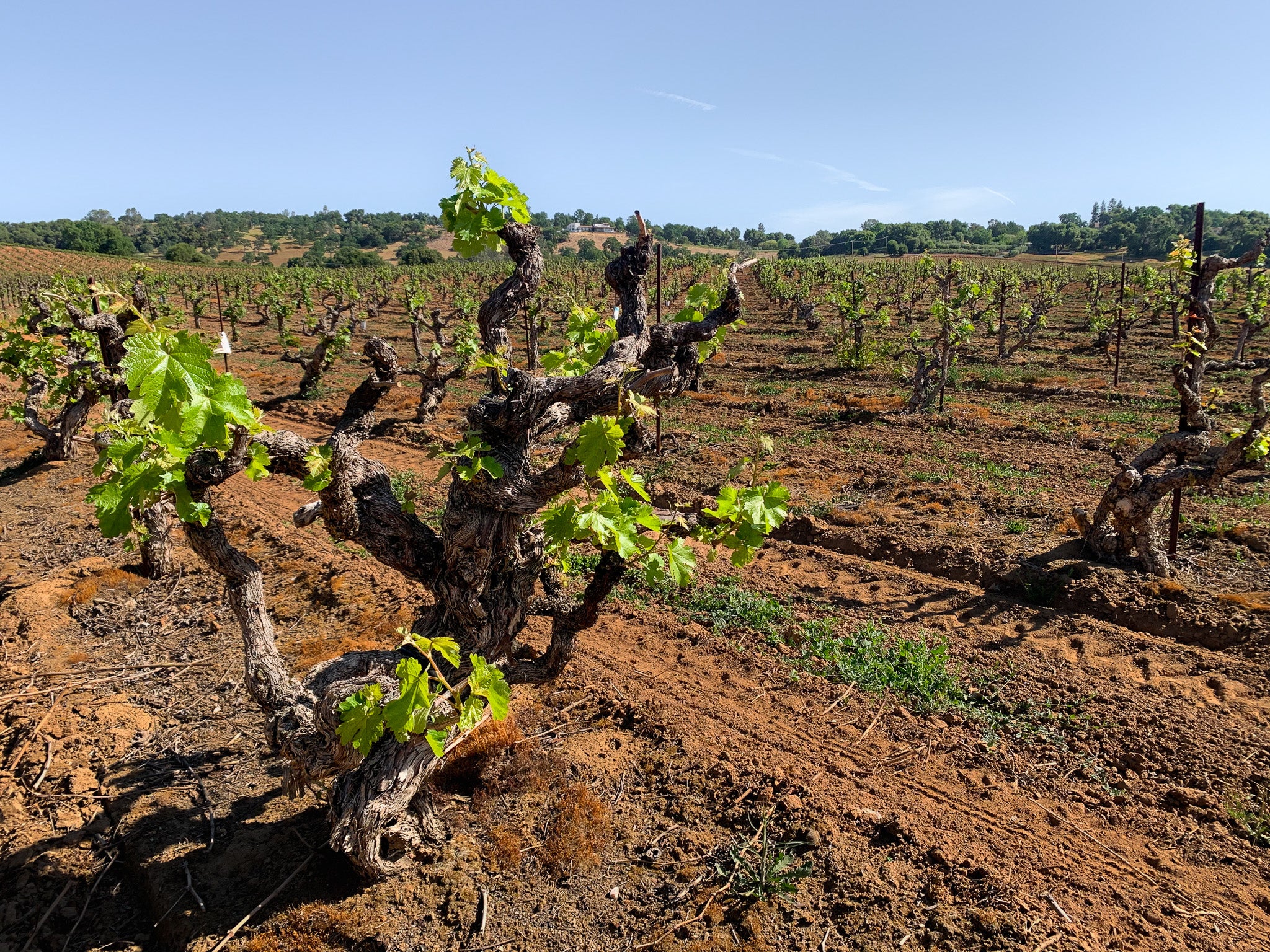 Rinaldi Vineyard Zinfandel Amador County – Turley Wine Cellars