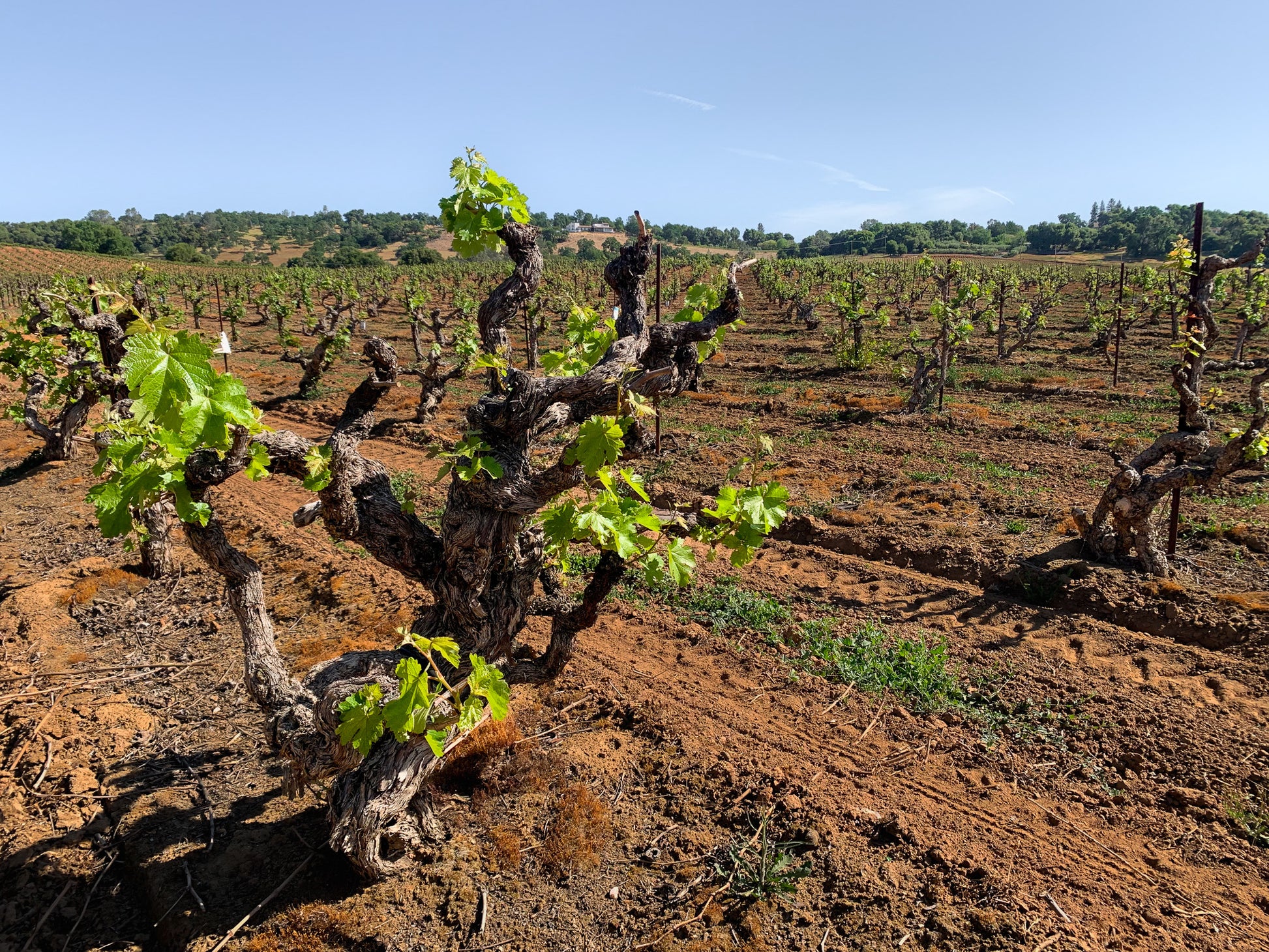 A sunny vineyard landscape with rows of gnarled grapevines and green leaves growing in reddish-brown soil under a clear blue sky.