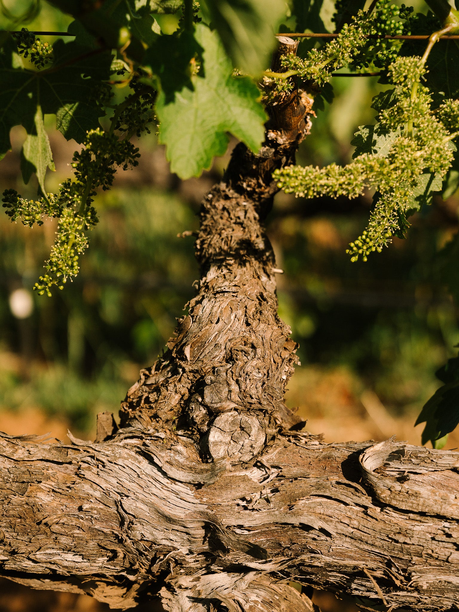 Dragon Vineyard Zinfandel Howell Mountain – Turley Wine Cellars