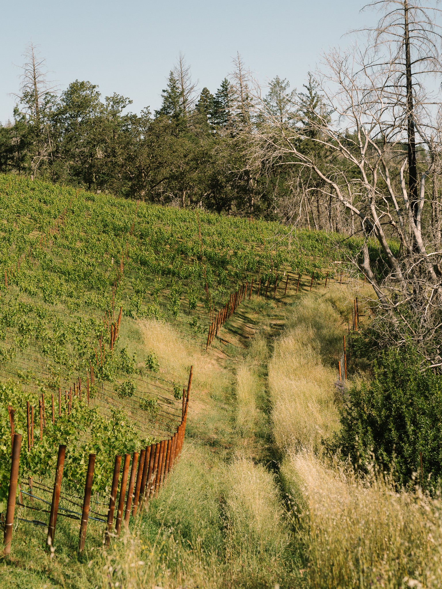 2023 Rattlesnake Ridge Zinfandel Howell Mountain – Turley Wine Cellars