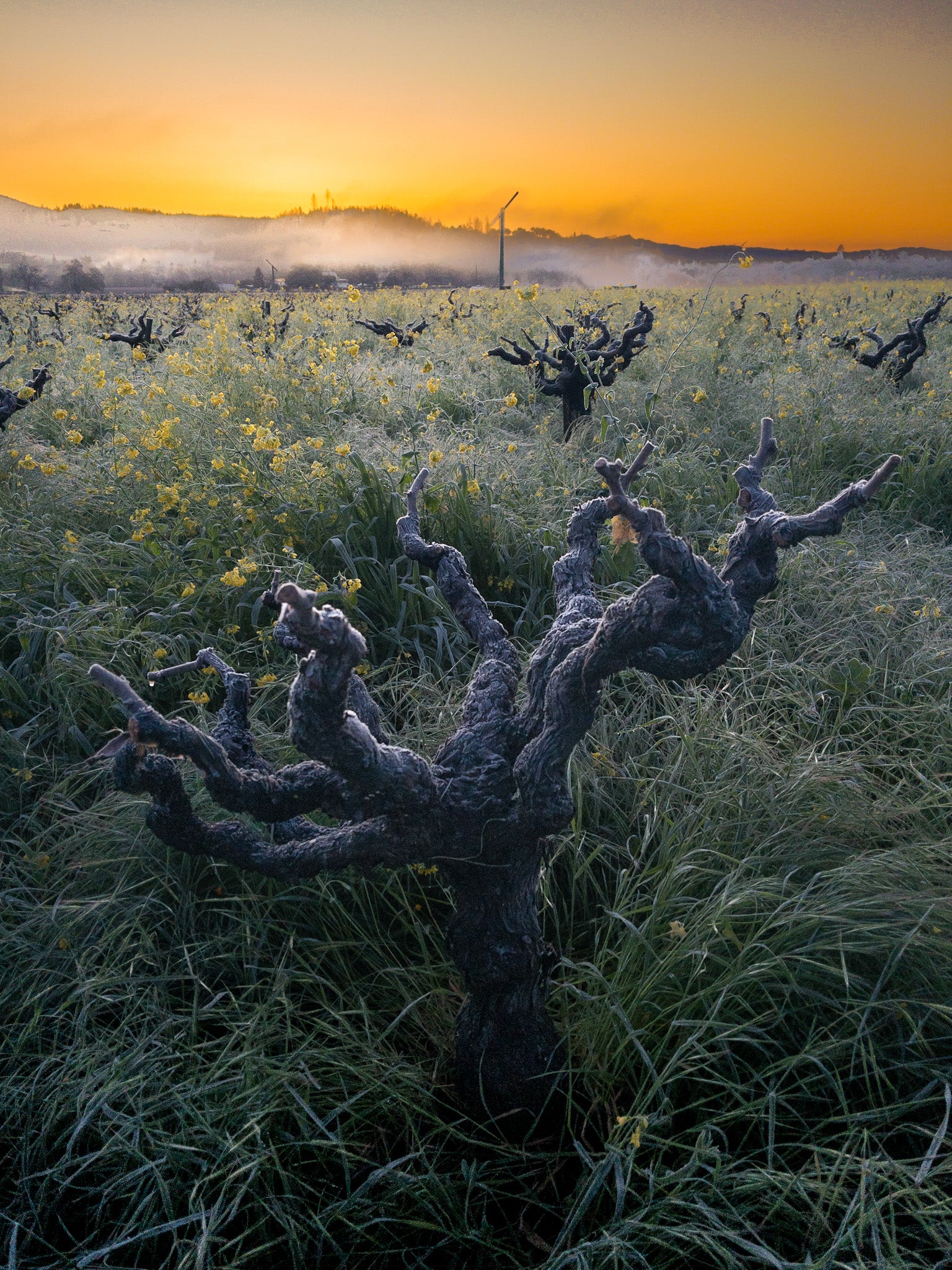 Frost-covered bare grapevines in a field at sunrise.