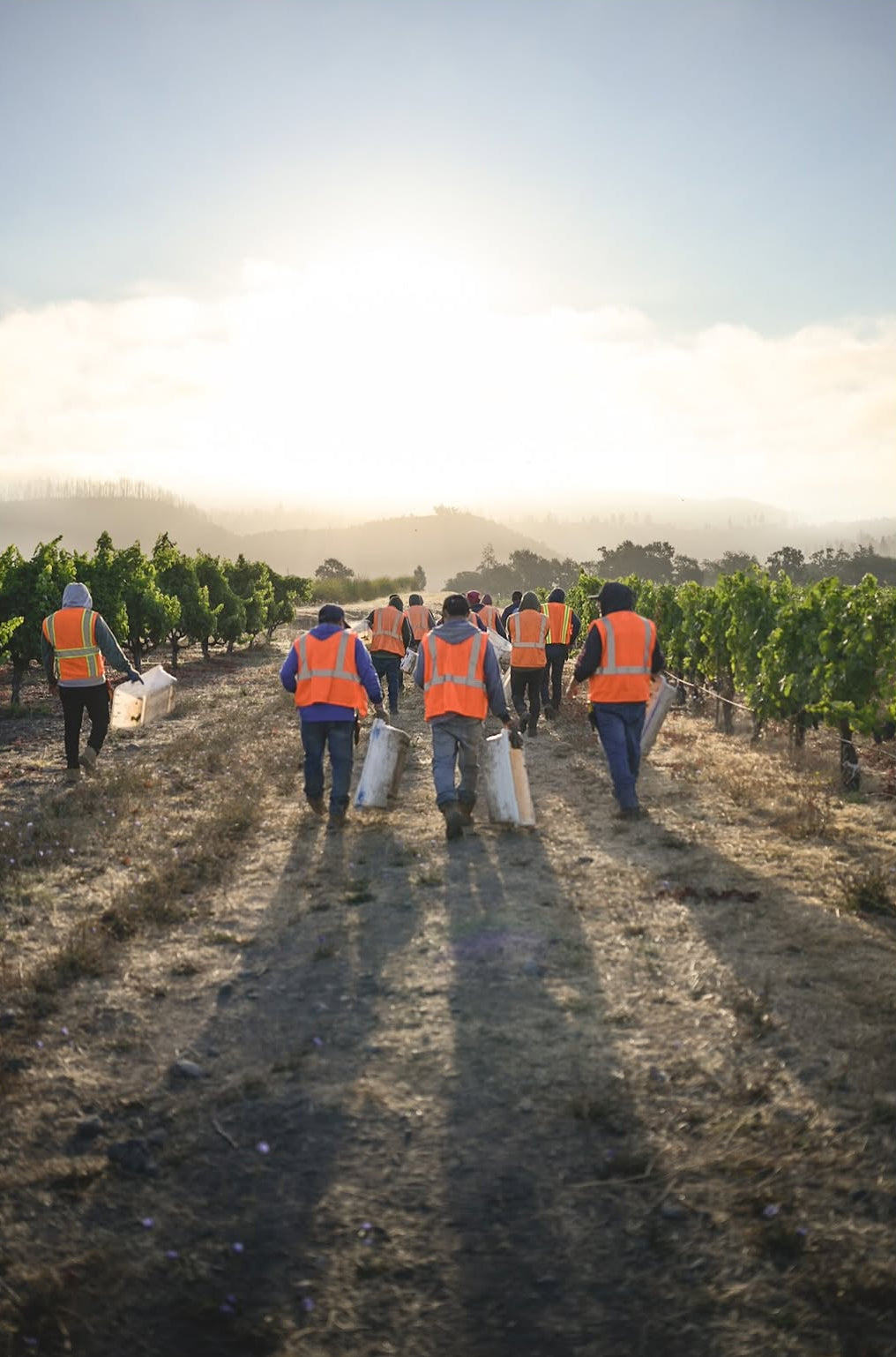 A group of workers wearing bright orange safety vests walk along a dirt path in a vineyard at sunrise or sunset, carrying white bins. Rows of grapevines line both sides of the path under a hazy sky.