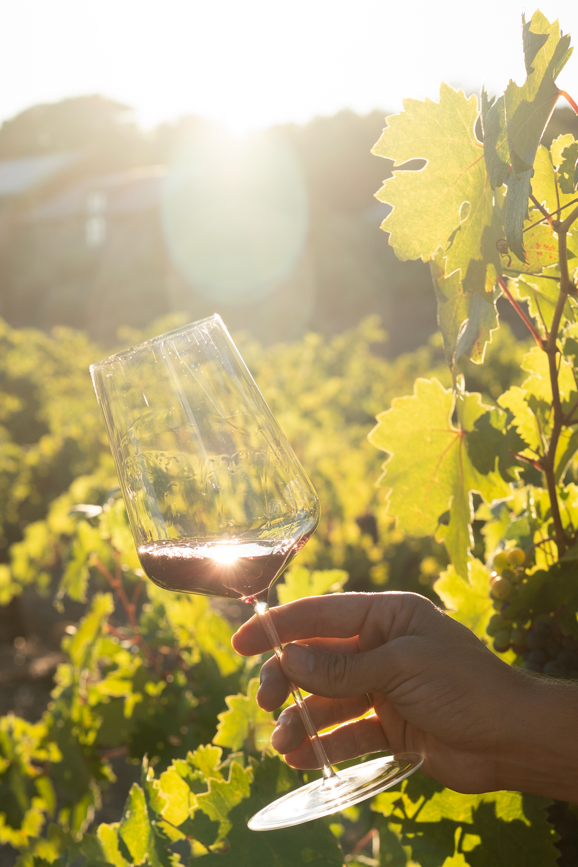 A hand holding a wine glass with a small amount of red wine, set against a sunlit vineyard with green grape leaves.