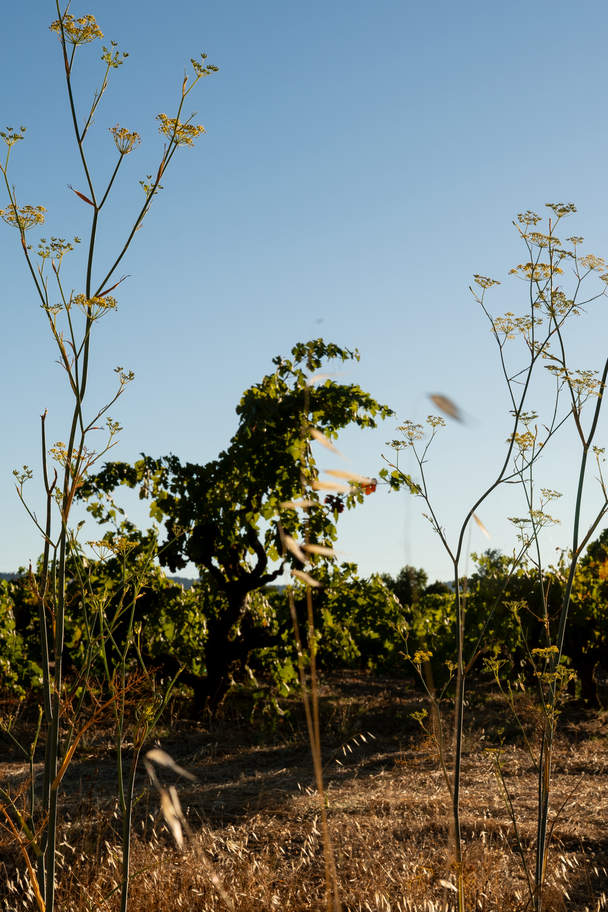 A scenic outdoor photograph of a vineyard or field under a clear blue sky, featuring green grapevines and wild fennel in the foreground.