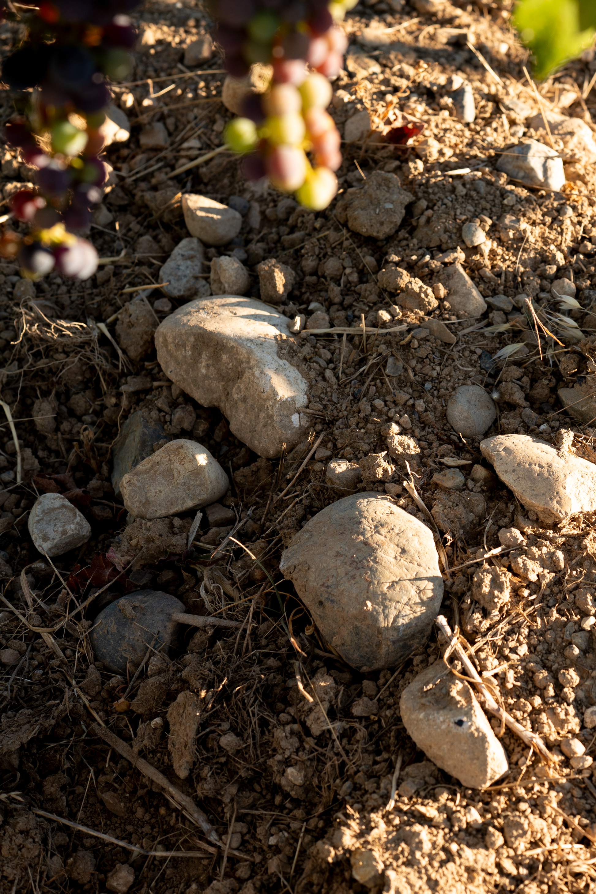 Close-up of a rocky, dry soil surface with small stones, twigs, and clusters of dark purple and green grapes hanging from a vine.