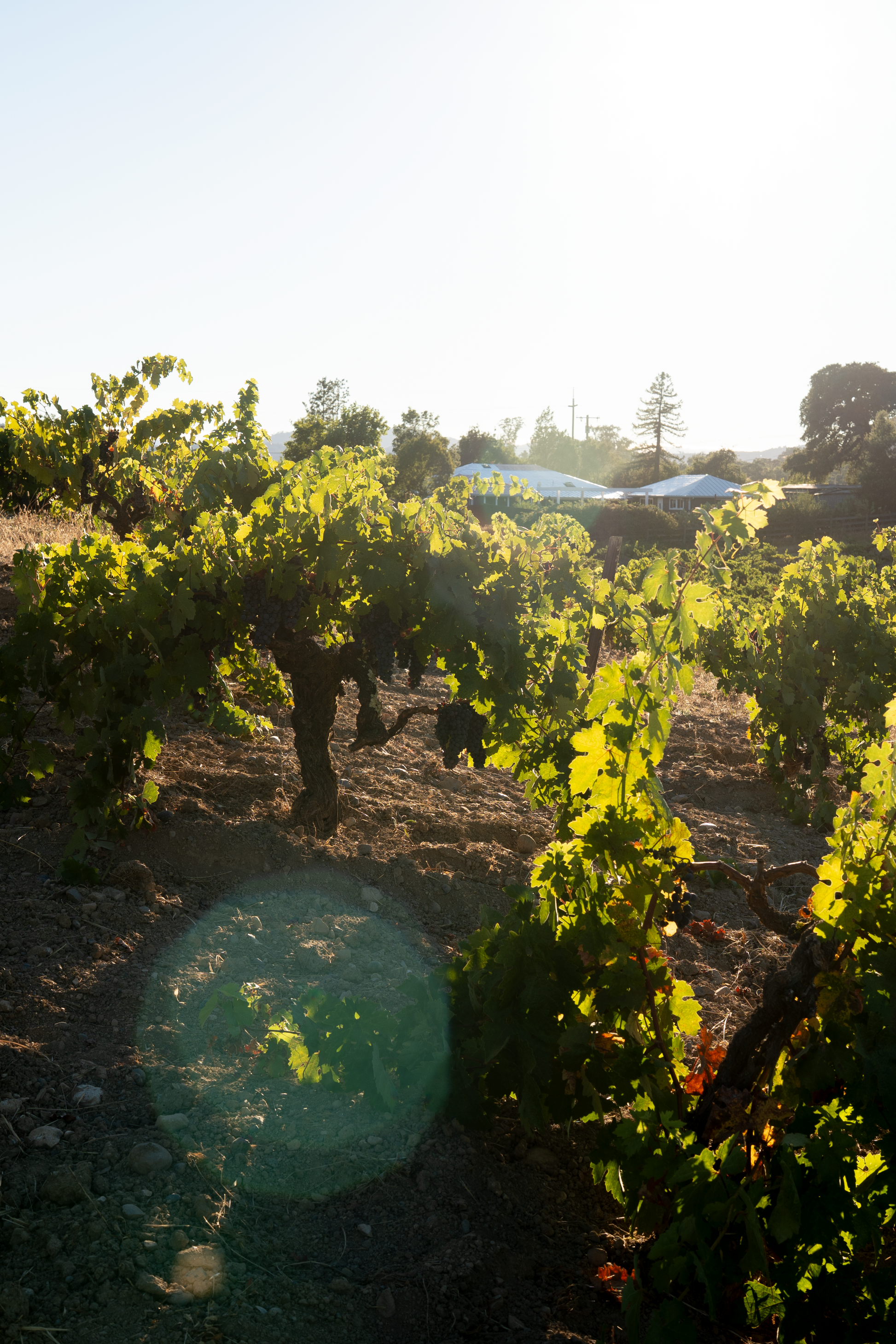 A sunlit vineyard scene with rows of grapevines, green leaves, brown soil, and a bright sky in the background.