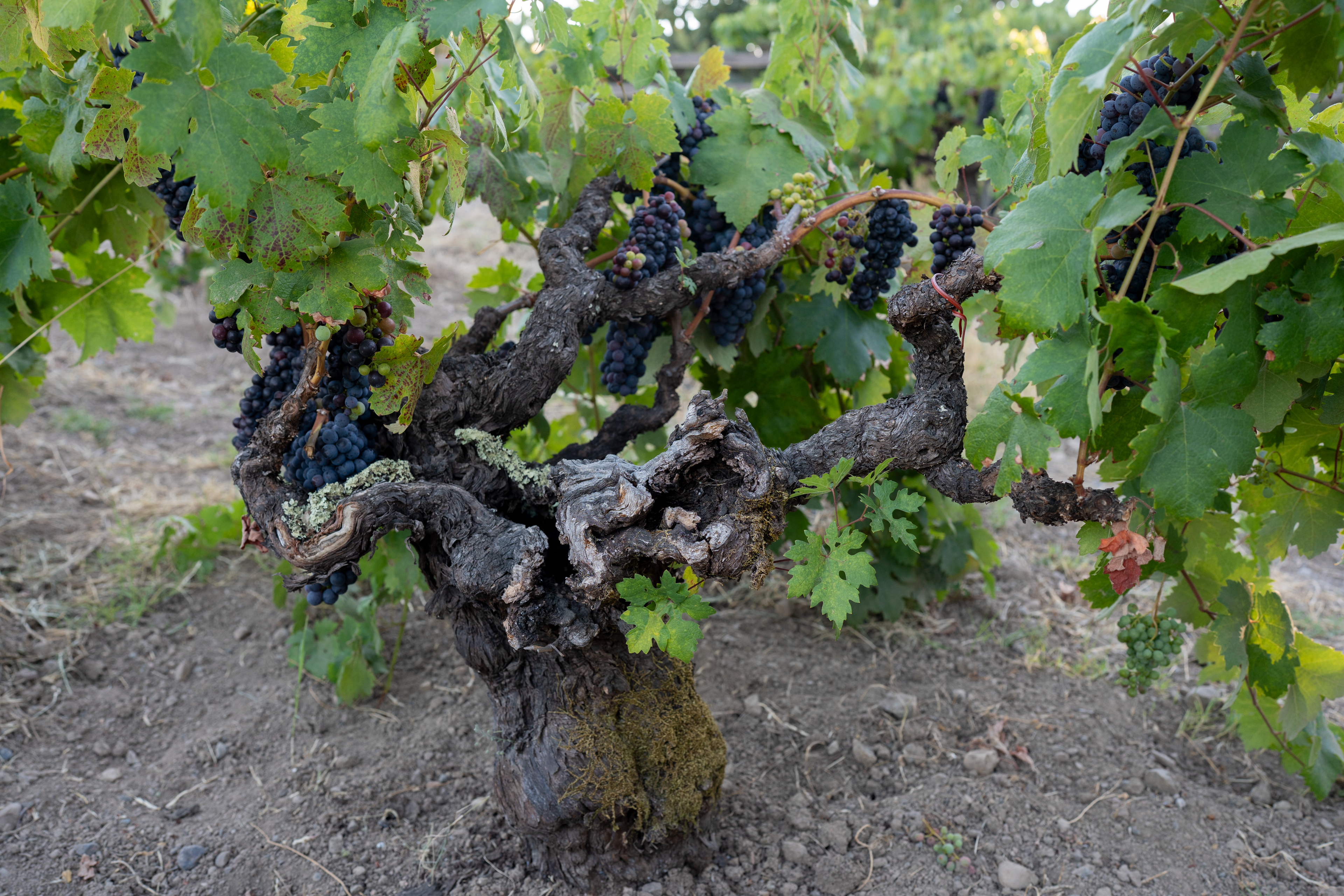 An ancient, gnarled grapevine with a thick, moss-covered trunk and clusters of dark purple grapes hanging from its branches in a vineyard.