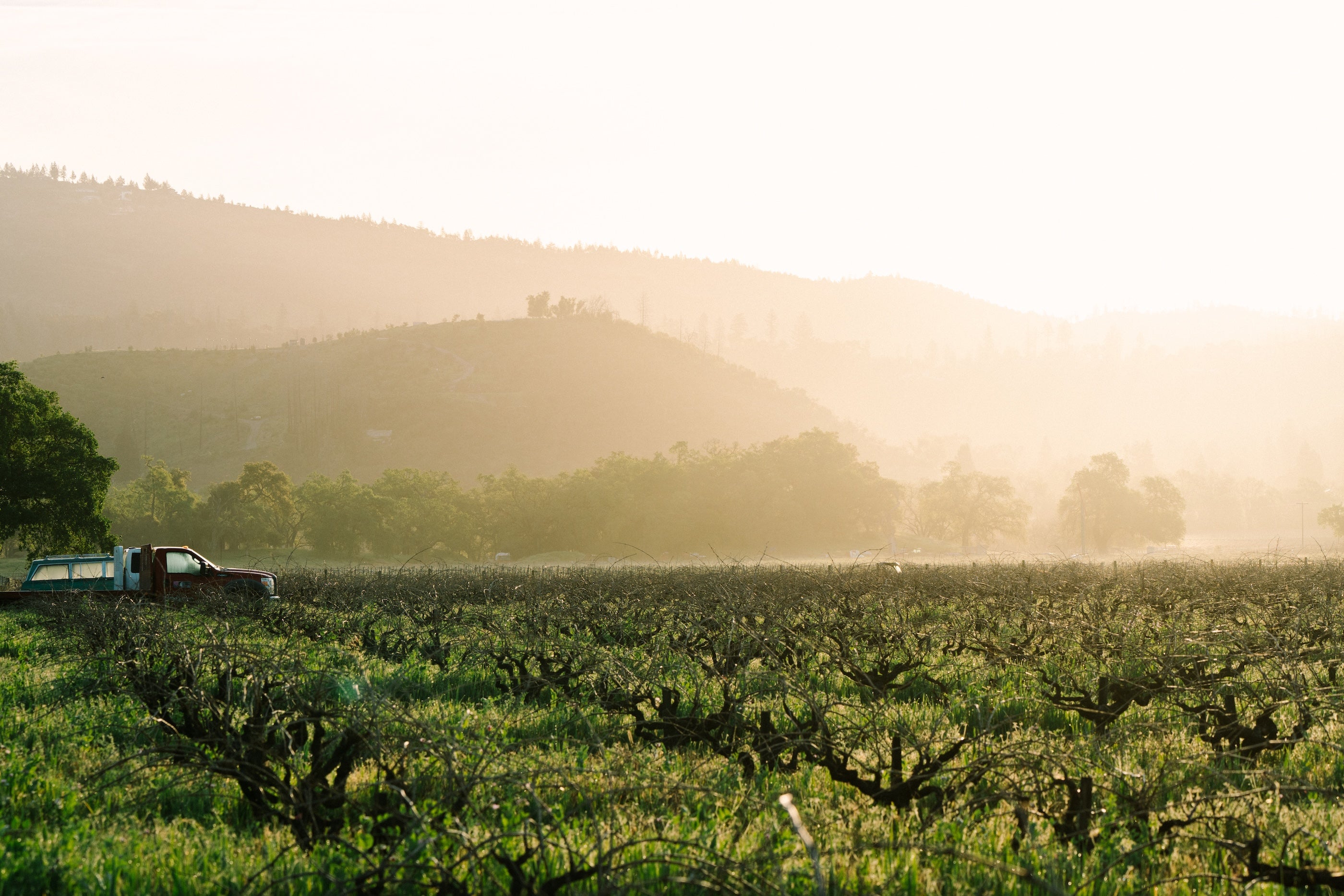 Online Store – Turley Wine Cellars
