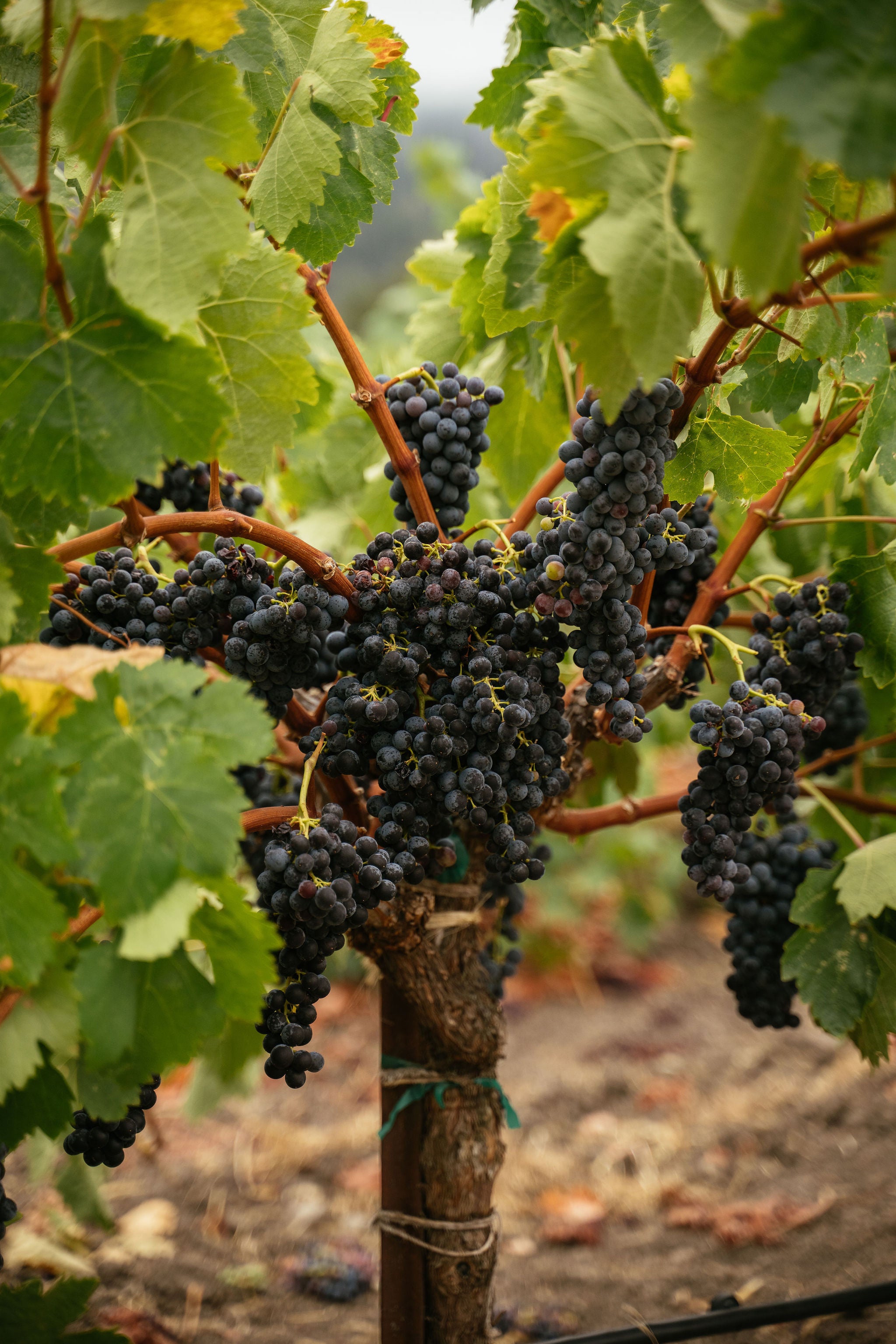 2024 Juvenile Zinfandel California – Turley Wine Cellars